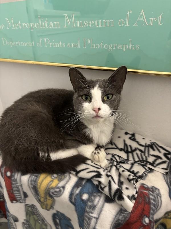 Enlarge Michi, a Adoptable Domestic Short Hair in Chicago, IL image 3/3