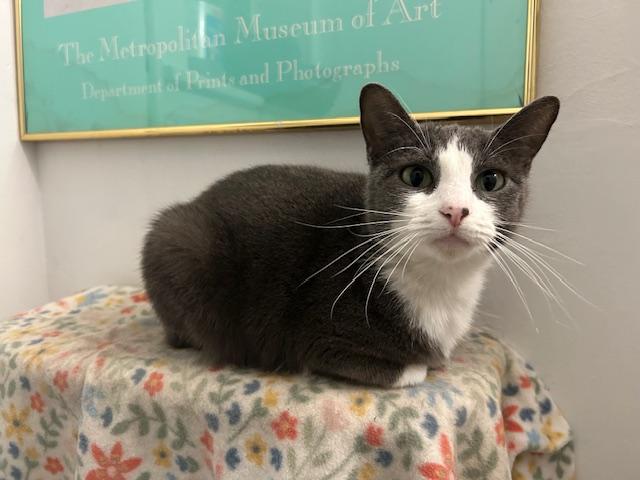 Enlarge Michi, a Adoptable Domestic Short Hair in Chicago, IL image 2/3