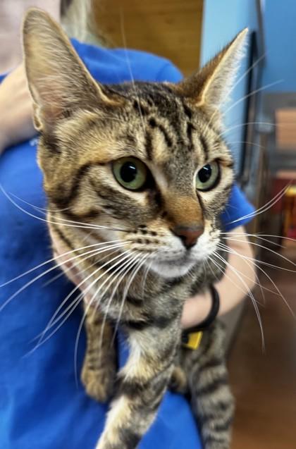 Enlarge Wendy, an adopted Domestic Short Hair in Stanwood, WA image 1/1