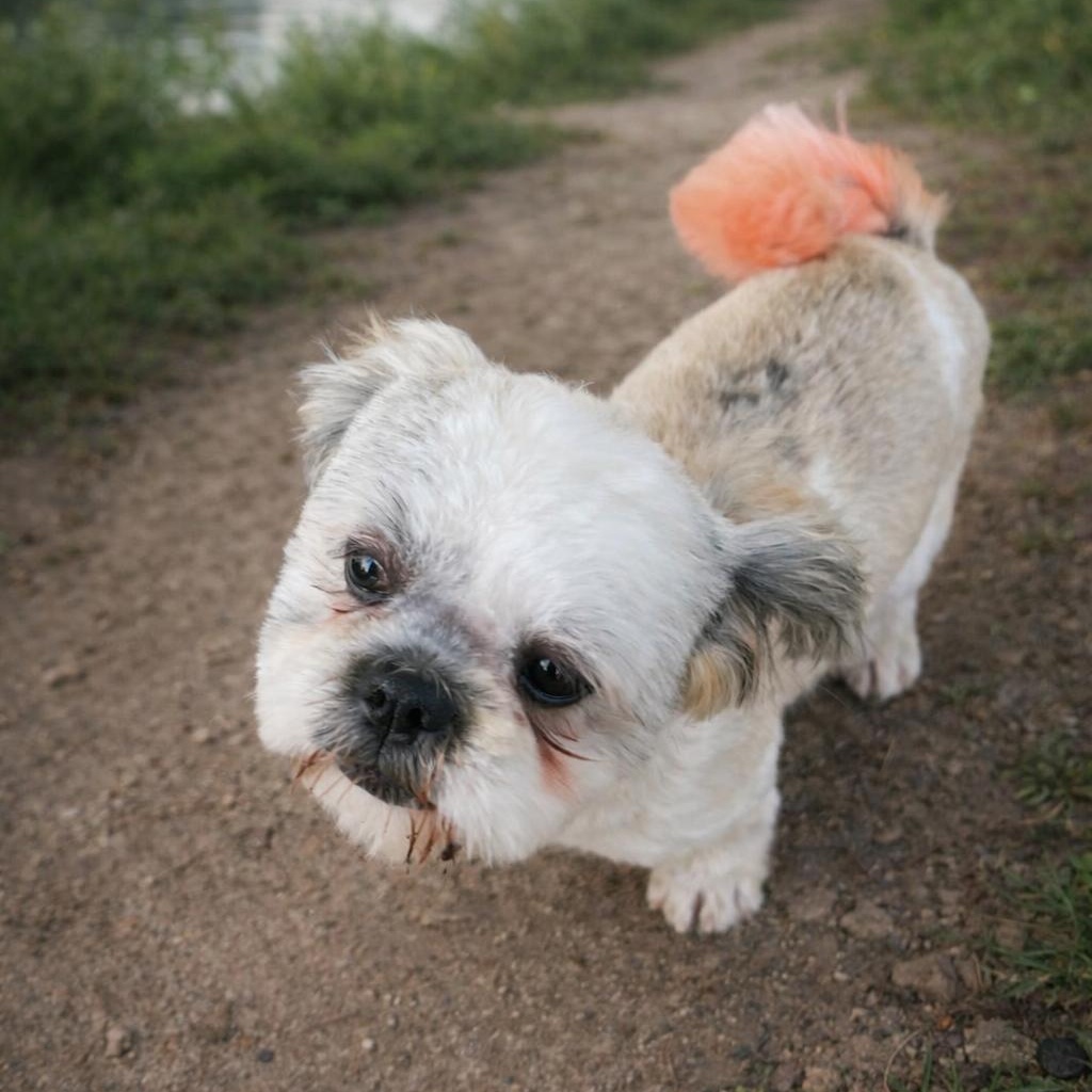 RICKY (Young, Sweet, Loving, Lucky Boy, Happy) — thumbnail 2