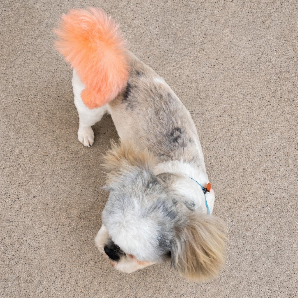 RICKY (Young, Sweet, Loving, Lucky Boy, Happy) — thumbnail 3