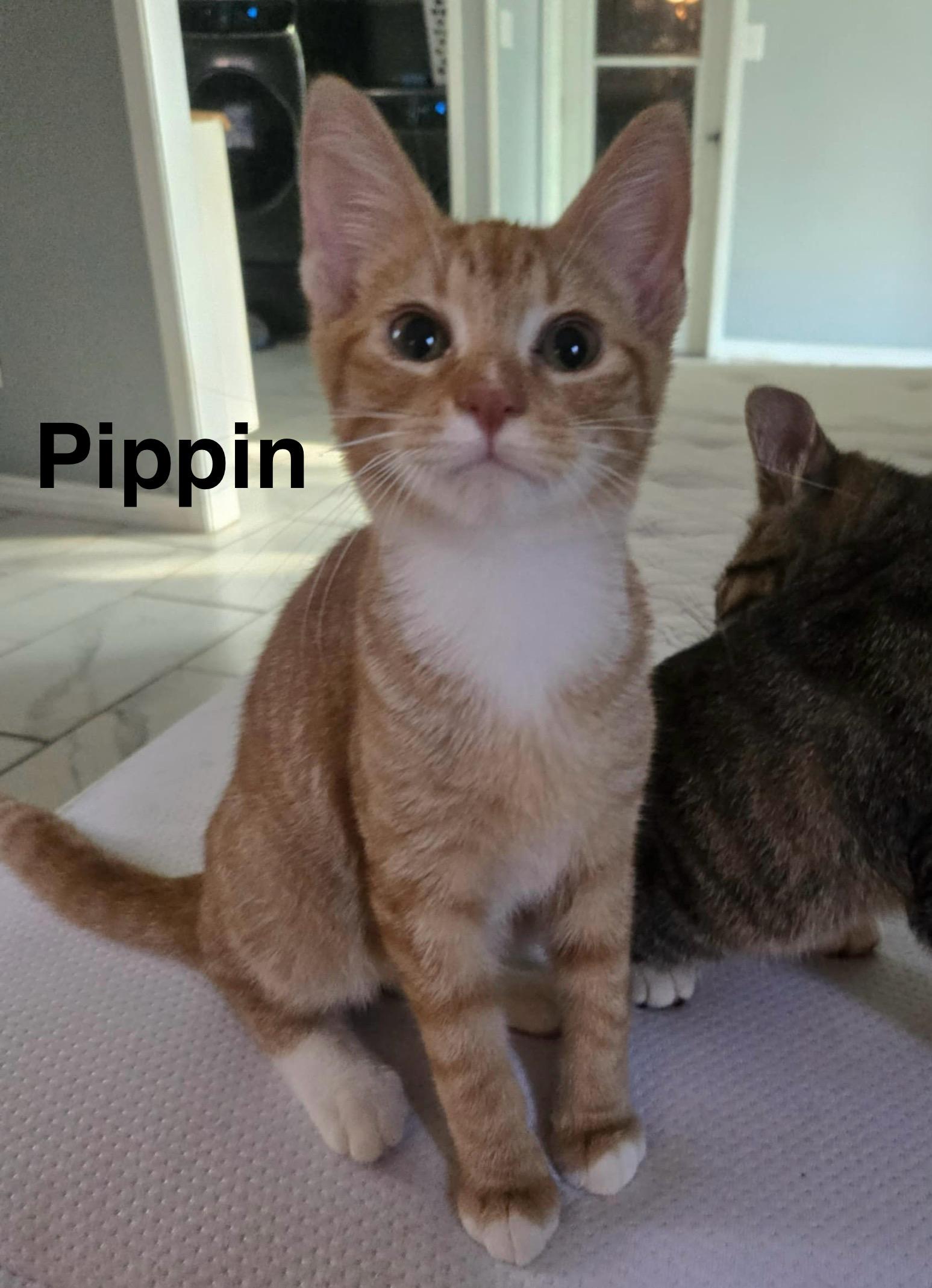 Pippin photo 1