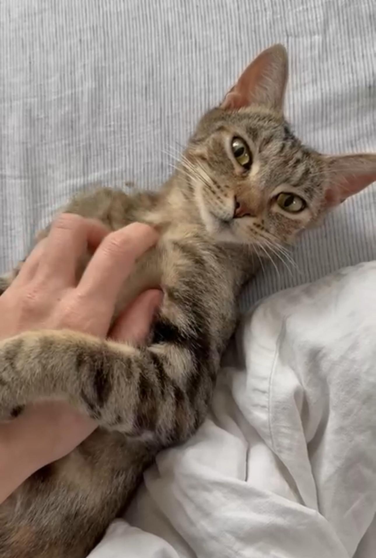 Russet, Adoptable, Adult Female Domestic Short Hair.