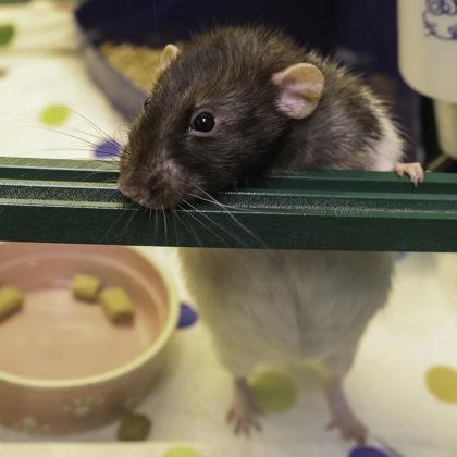 Edward, Adoptable, Senior Male Rat & Rat.