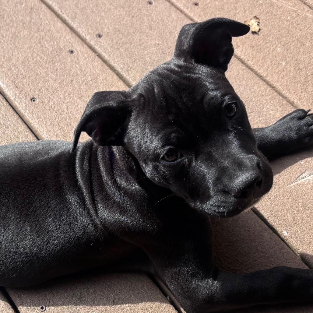 NY Pearl (Foster in Stormville), Adoptable, Puppy Female Boxer & Labrador Retriever.