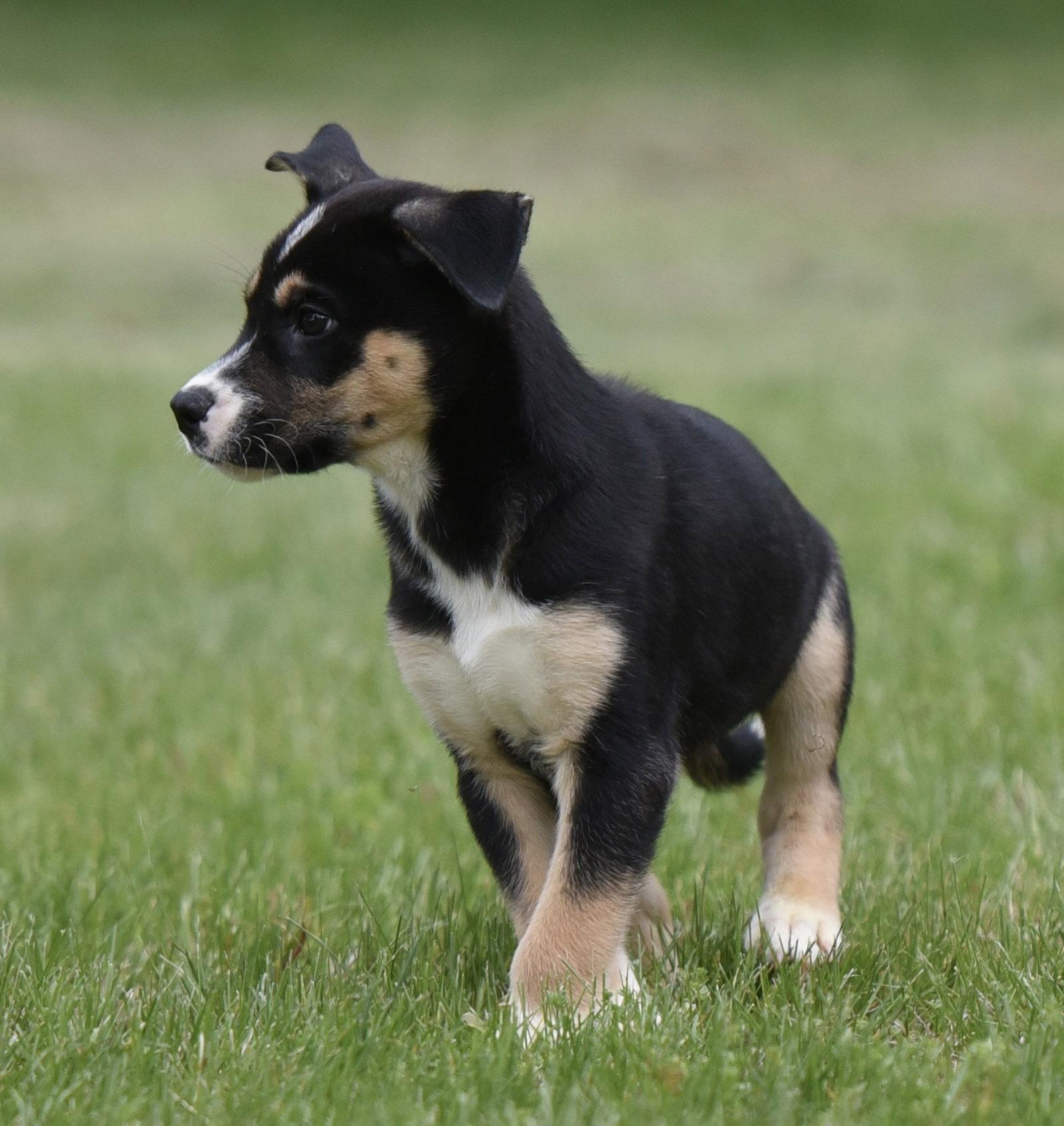 Asher, Adoptable, Puppy Male Australian Shepherd & Shepherd.