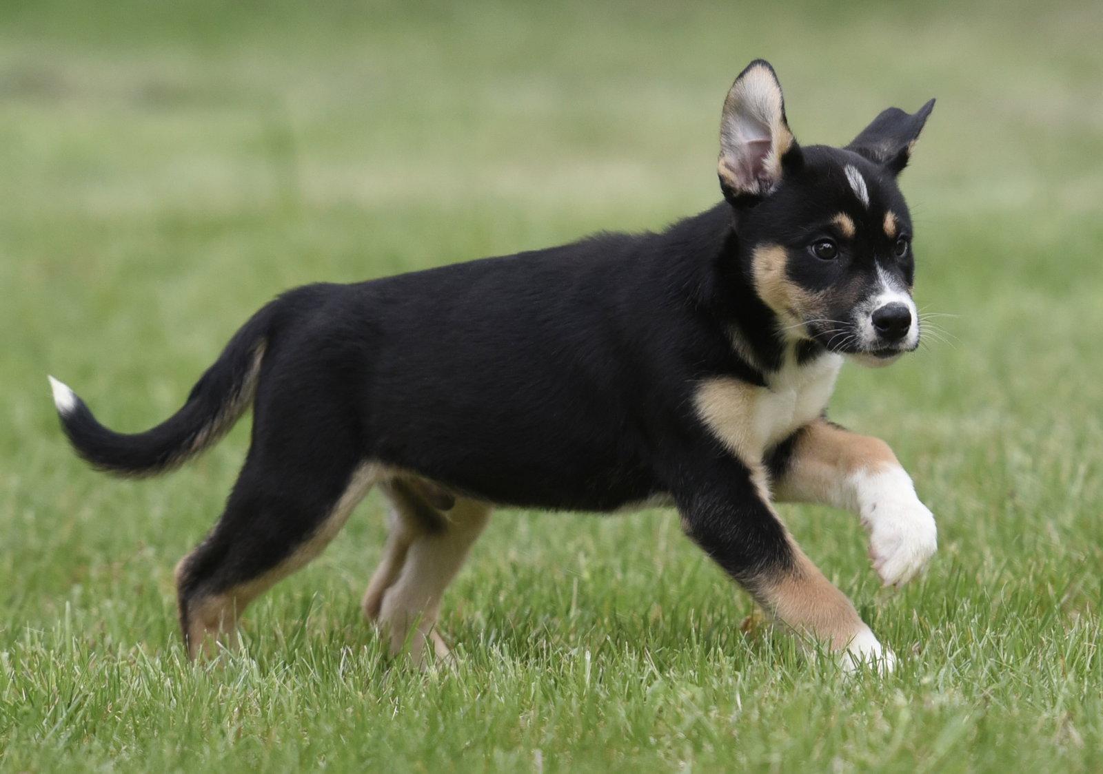 Enlarge Asher, a Adoptable mixed breed in Mechanicsburg, PA image 2/3