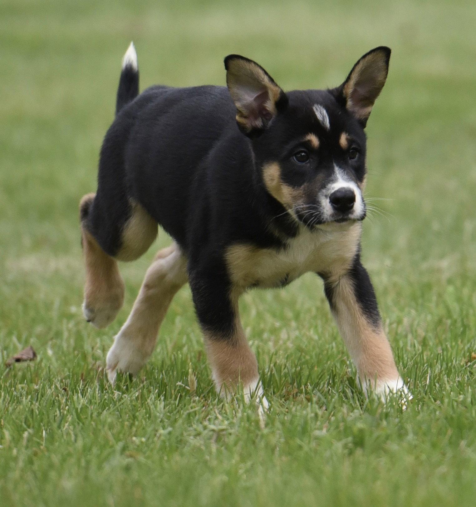 Enlarge Asher, a Adoptable mixed breed in Mechanicsburg, PA image 3/3