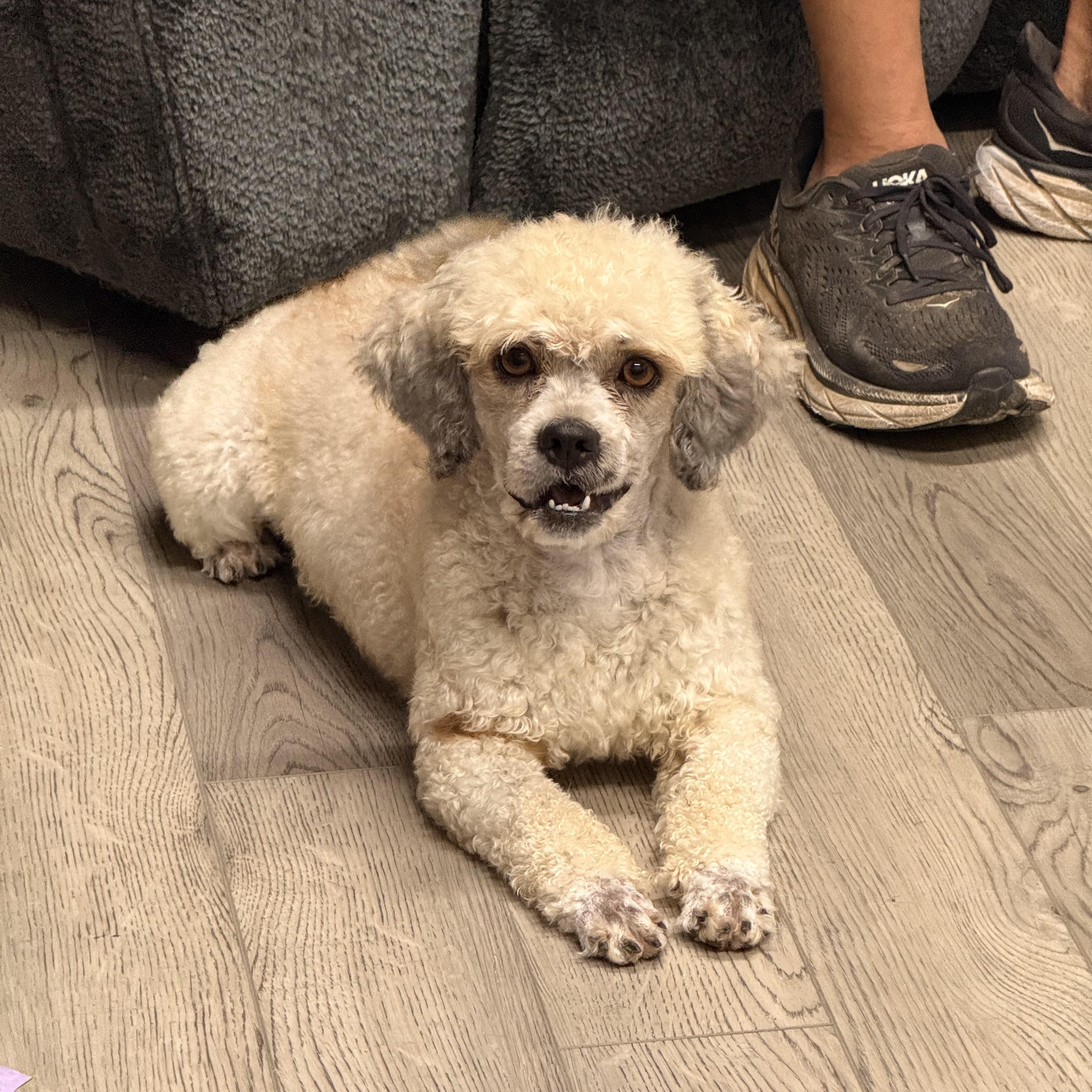Guthrie, an adoptable Havanese, Poodle in Texarkana, TX, 75501 | Photo Image 3