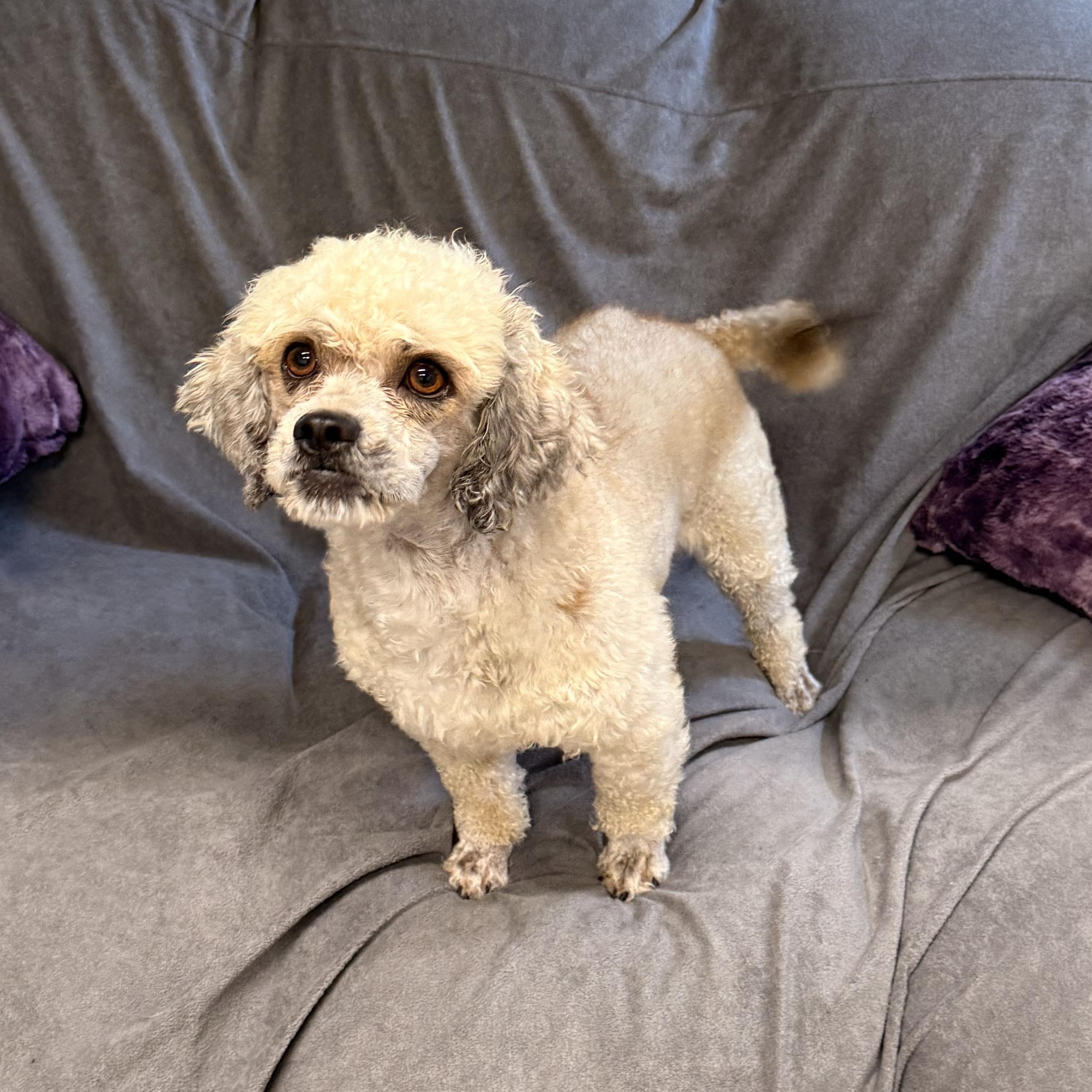 Guthrie, an adoptable Havanese, Poodle in Texarkana, TX, 75501 | Photo Image 4