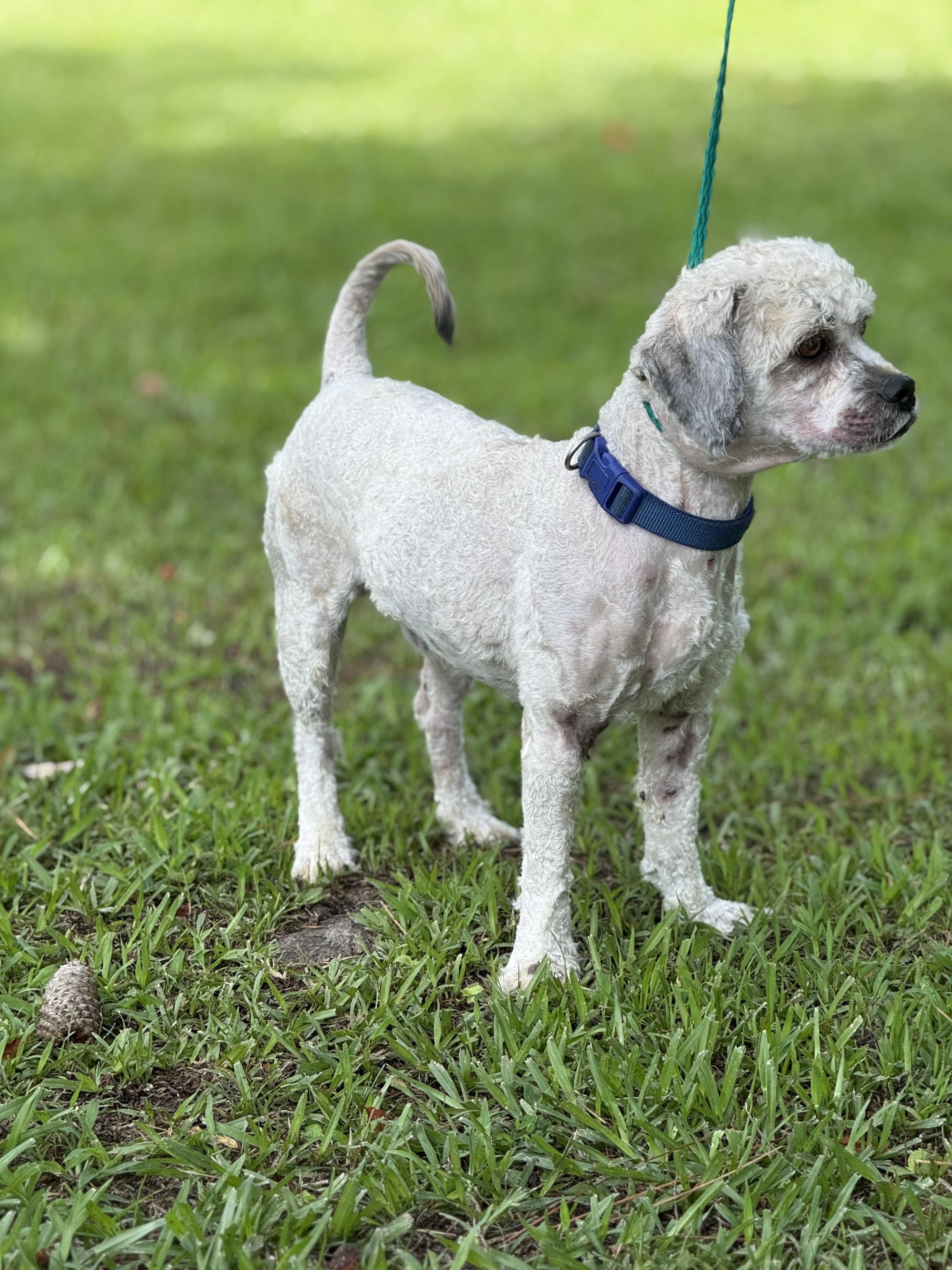 Guthrie, an adoptable Havanese, Poodle in Texarkana, TX, 75501 | Photo Image 5