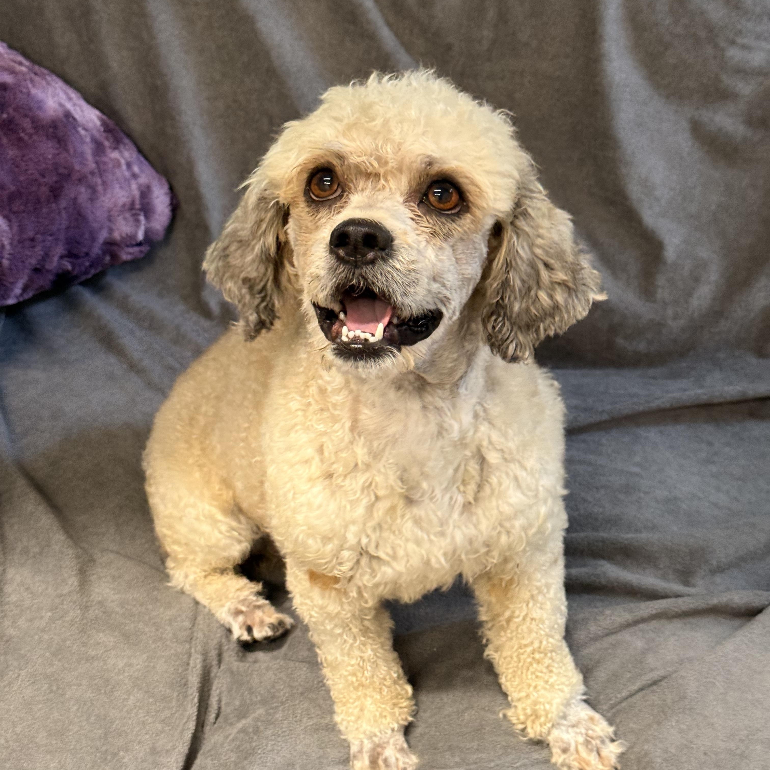 Guthrie, an adoptable Havanese, Poodle in Texarkana, TX, 75501 | Photo Image 6