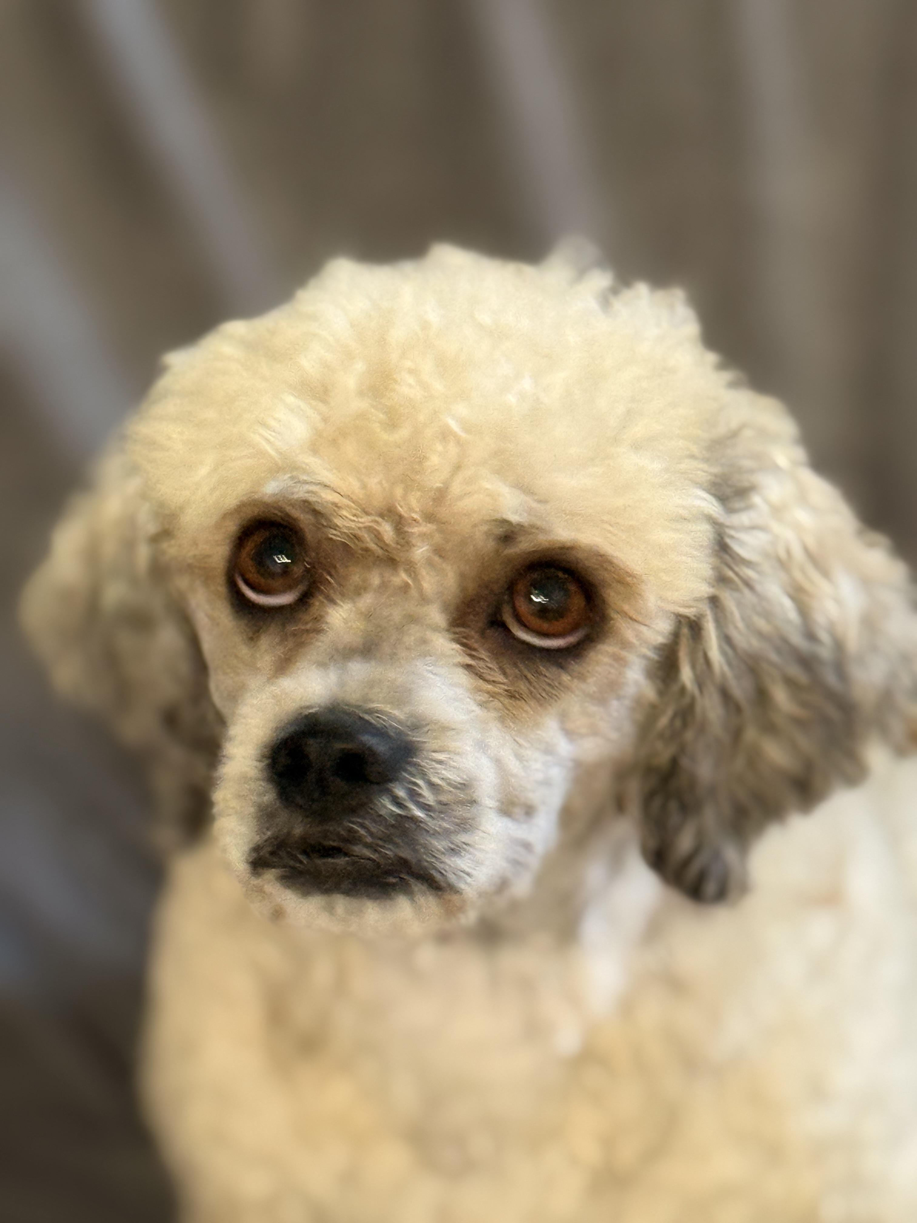 Guthrie, an adoptable Havanese, Poodle in Texarkana, TX, 75501 | Photo Image 1
