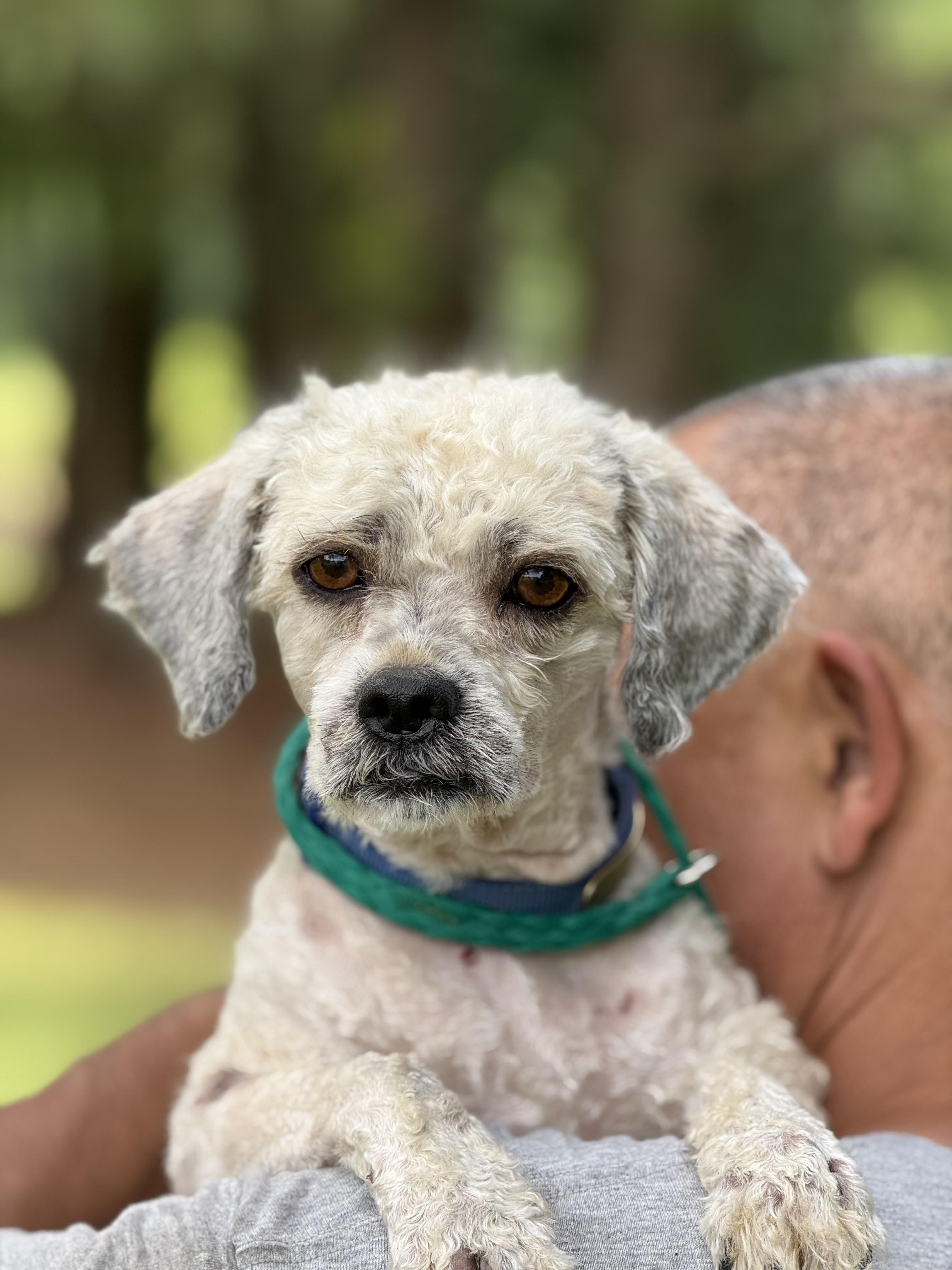 Guthrie, an adoptable Havanese, Poodle in Texarkana, TX, 75501 | Photo Image 3
