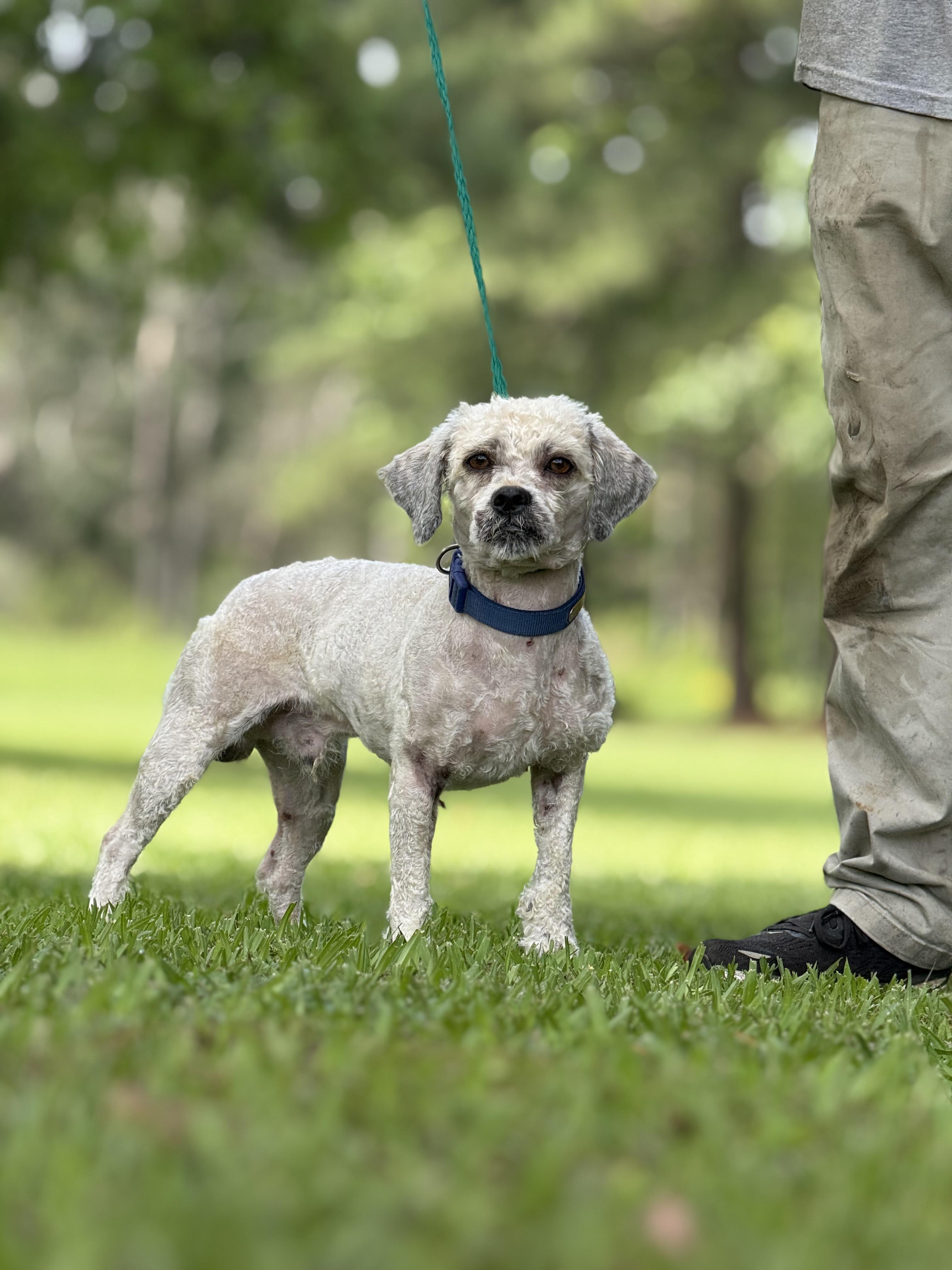 Guthrie, an adoptable Havanese, Poodle in Texarkana, TX, 75501 | Photo Image 2