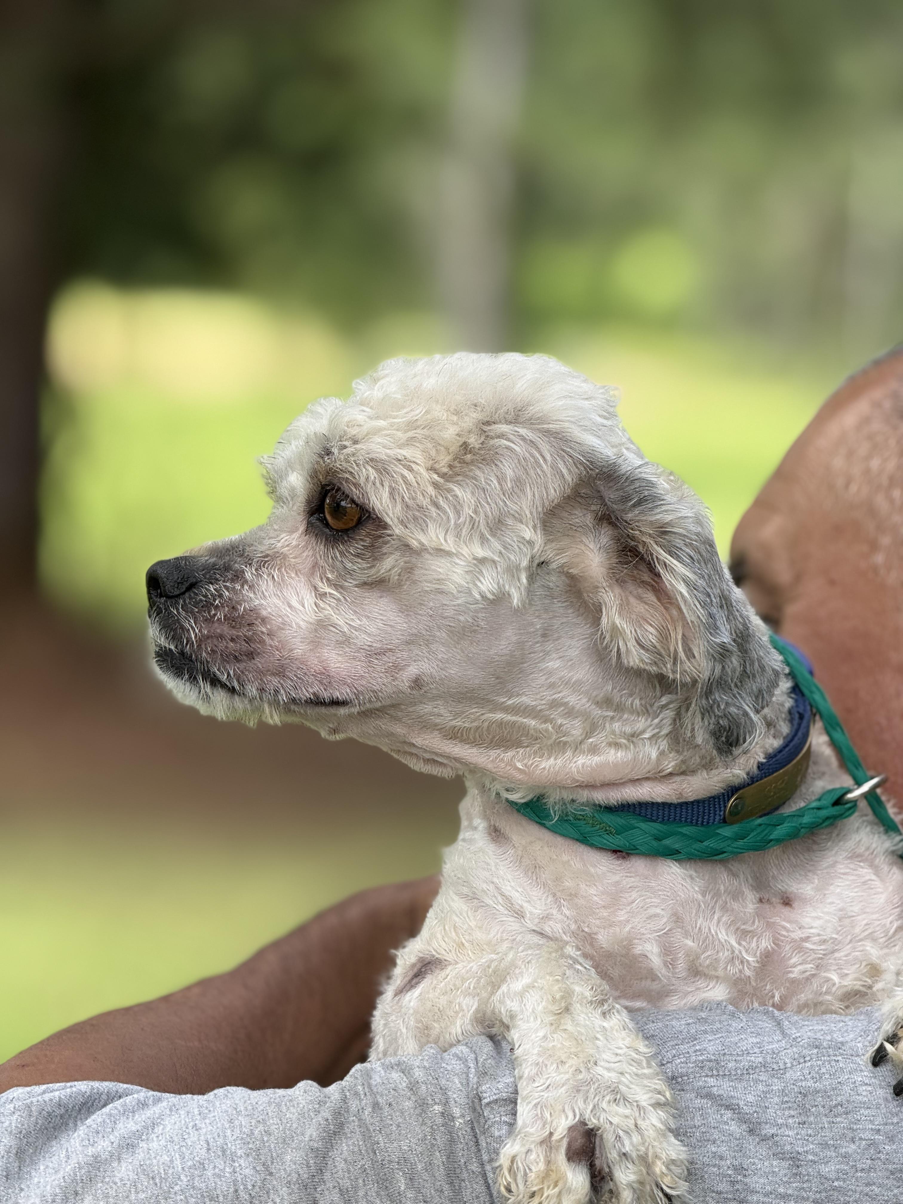 Guthrie, an adoptable Havanese, Poodle in Texarkana, TX, 75501 | Photo Image 4