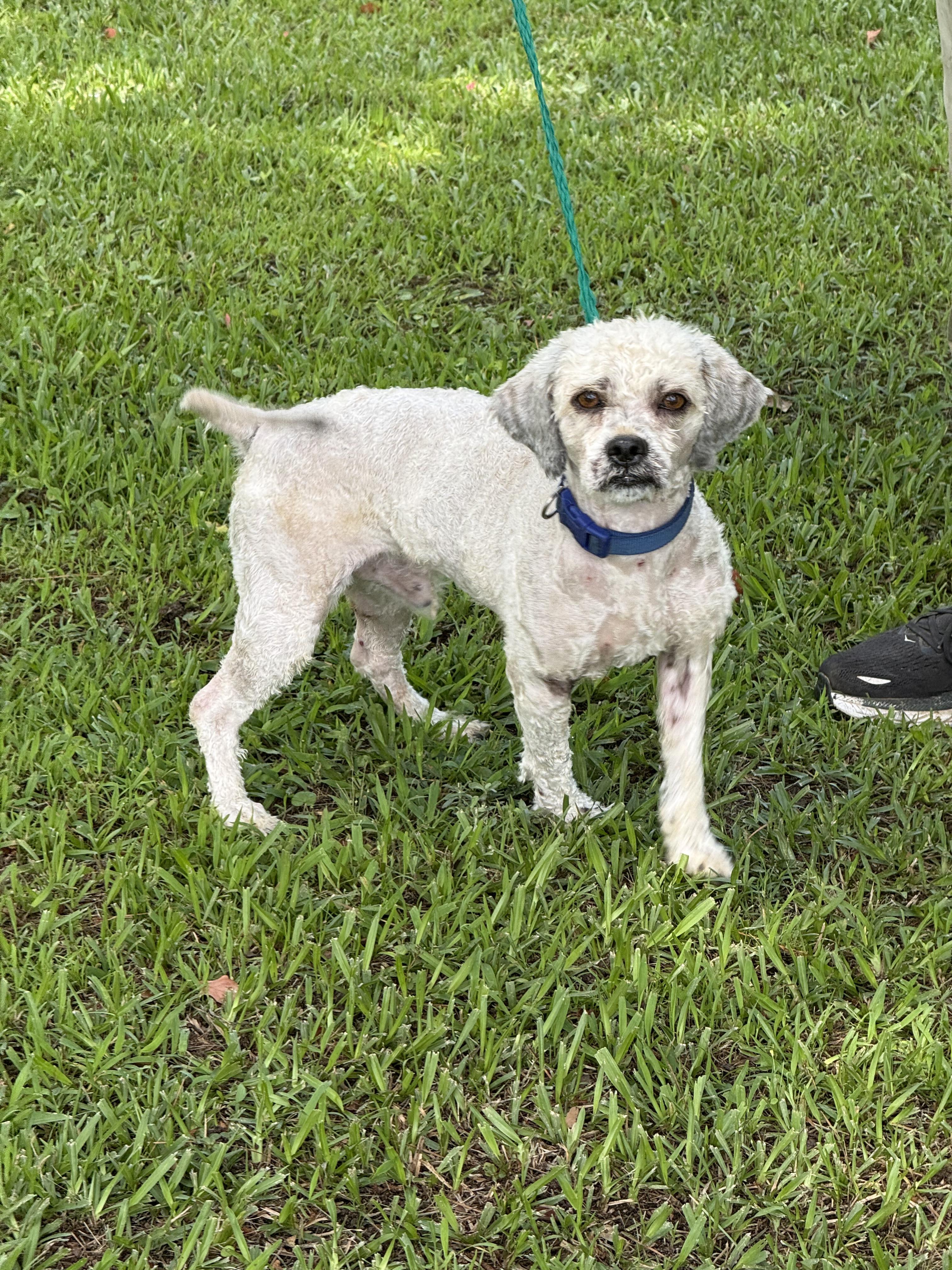 Guthrie, an adoptable Havanese, Poodle in Texarkana, TX, 75501 | Photo Image 6