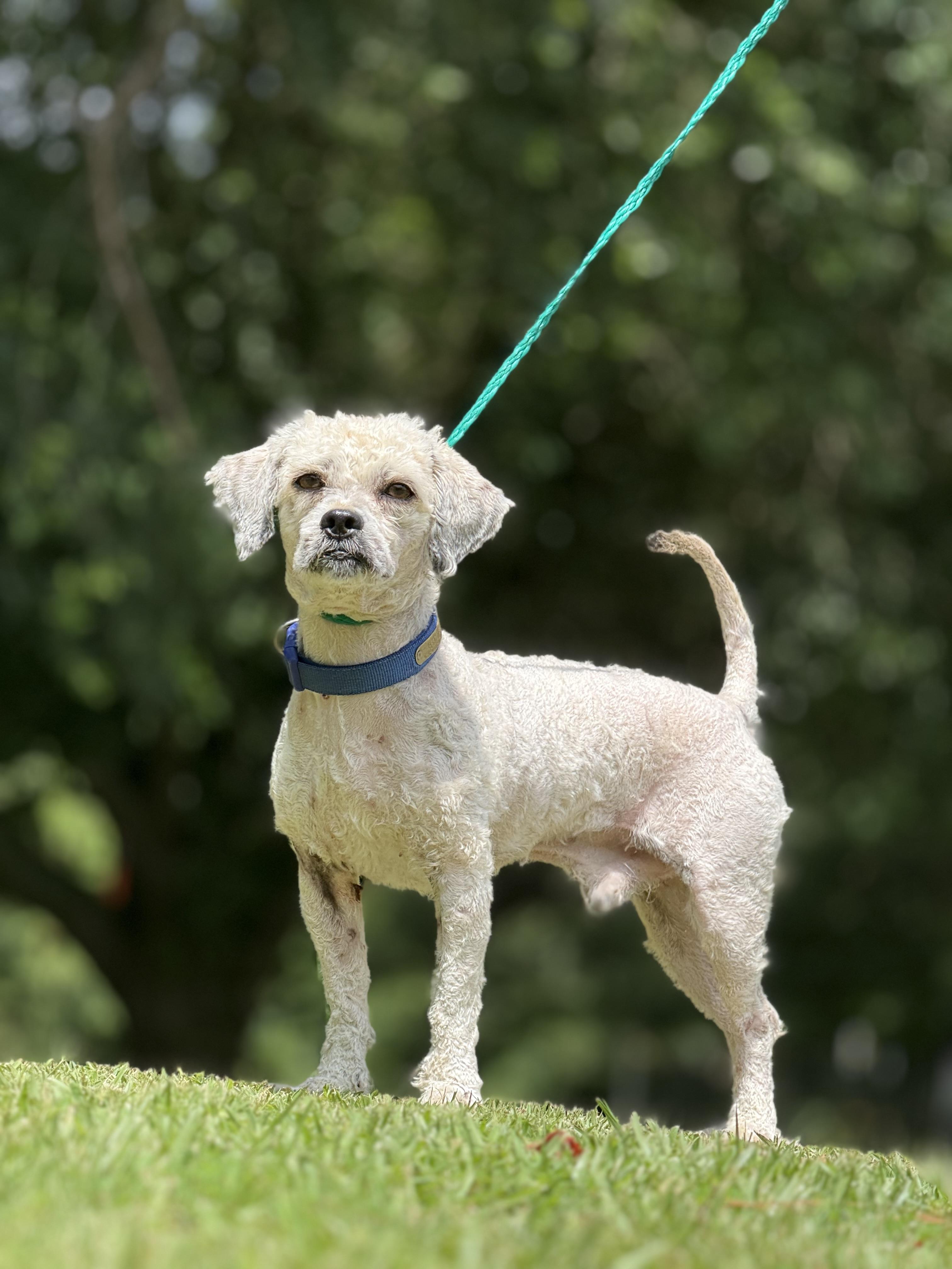Guthrie, an adoptable Havanese, Poodle in Texarkana, TX, 75501 | Photo Image 1