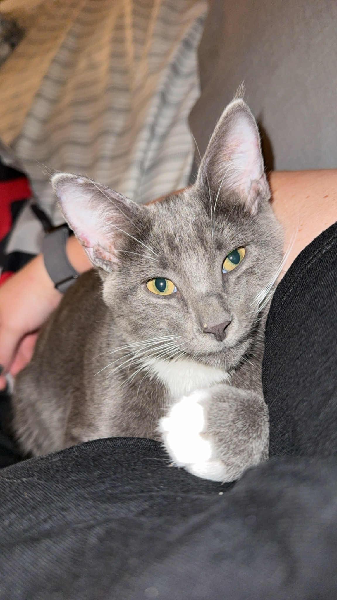 Enlarge Dobby, an adopted Russian Blue in Colcord, OK image 1/2
