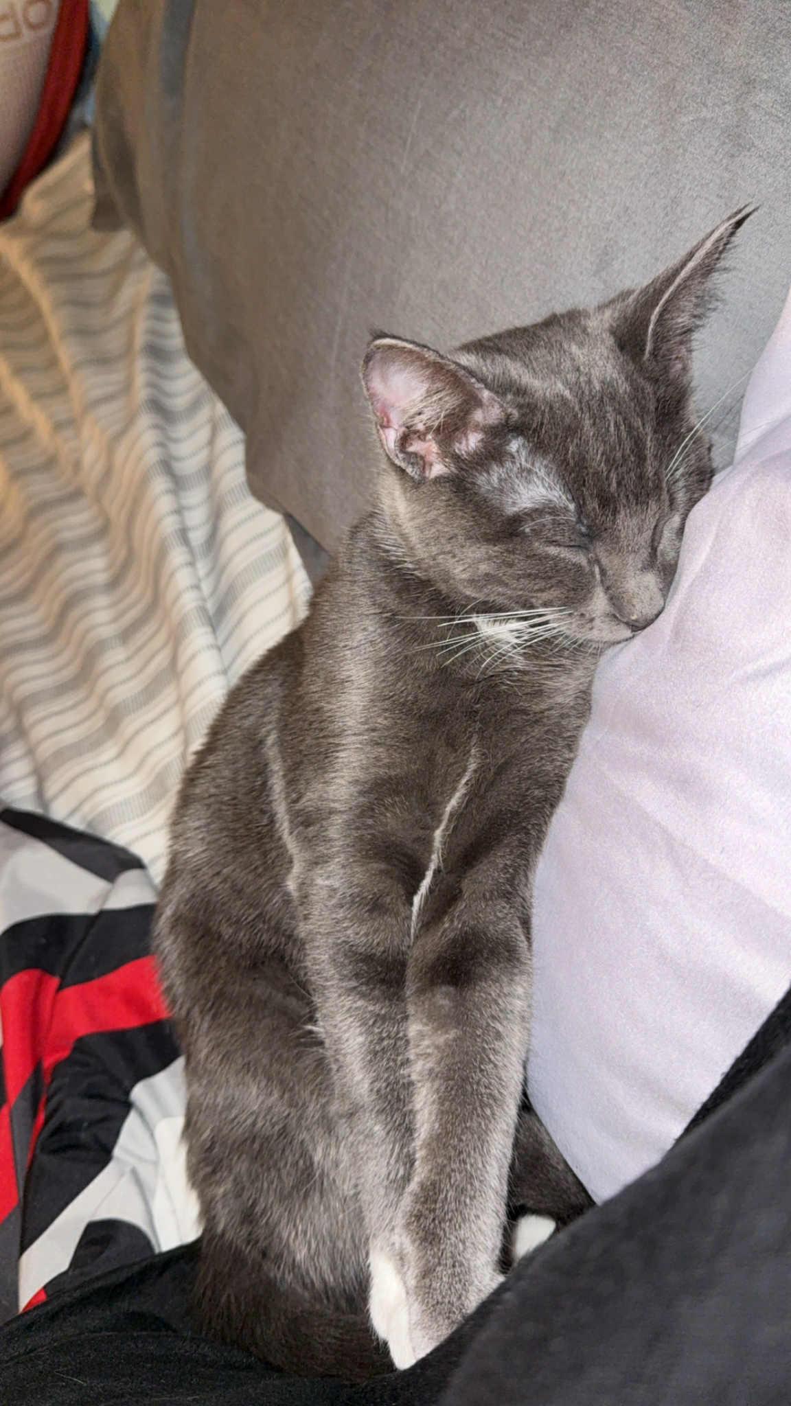 Enlarge Dobby, an adopted Russian Blue in Colcord, OK image 2/2