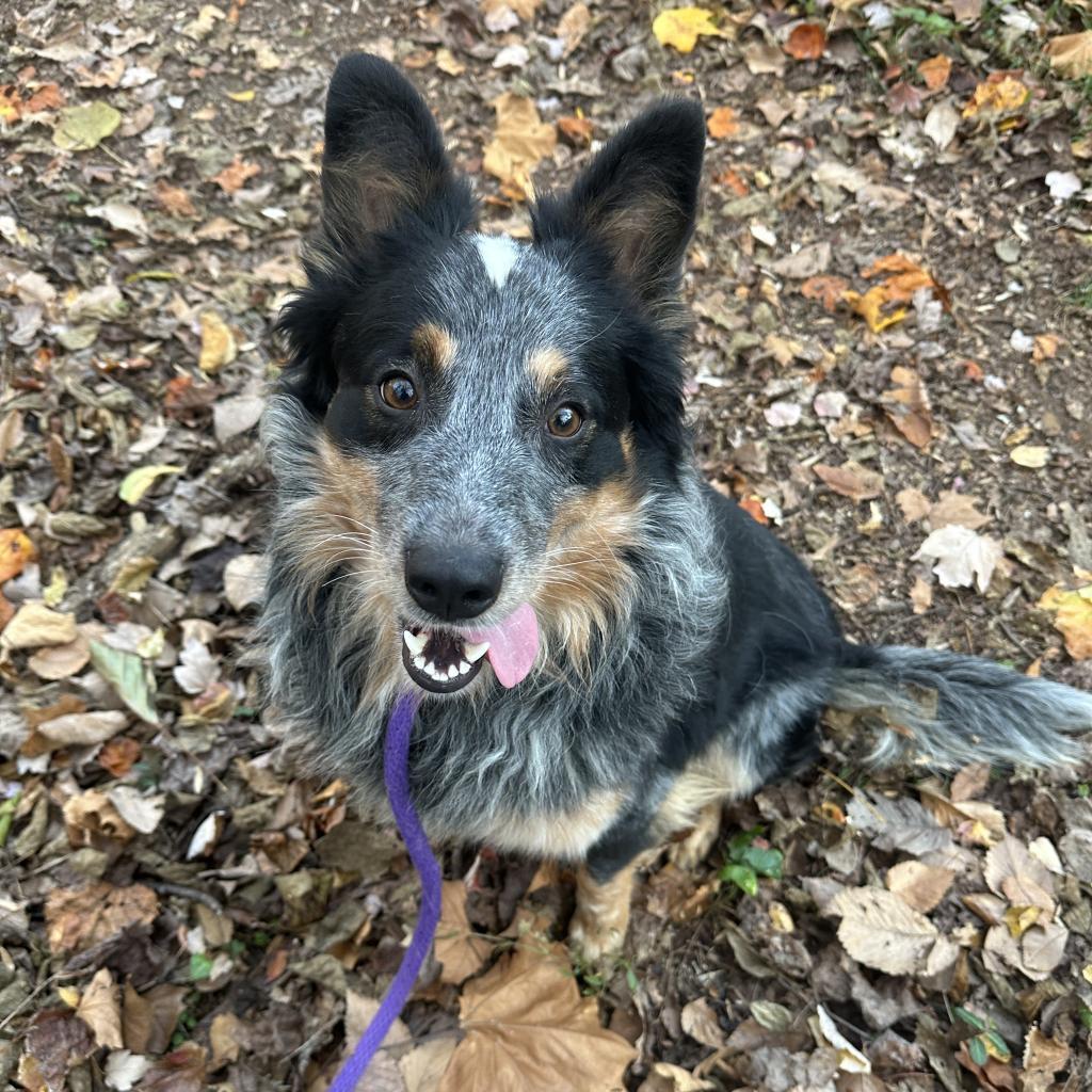 Enlarge Jasper, a Adoptable mixed breed in Aldie, VA image 1/6