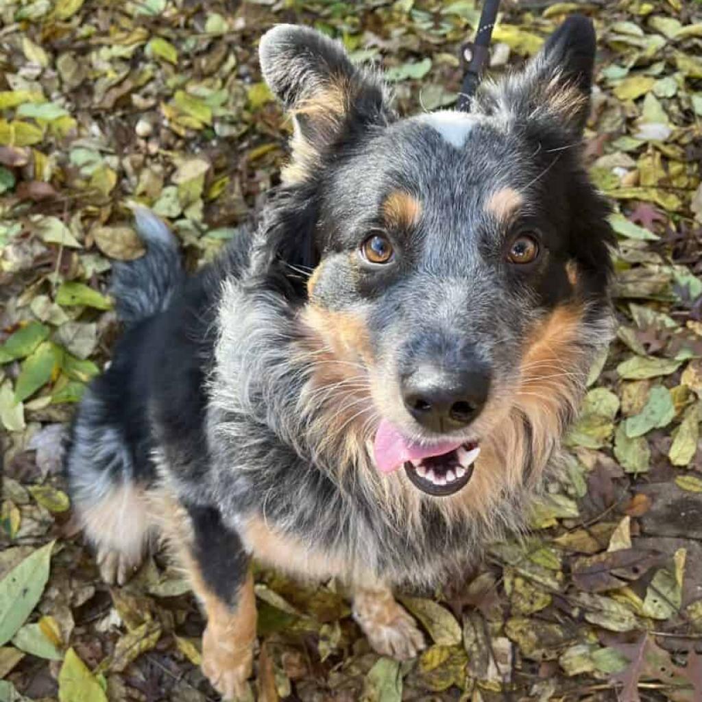 Enlarge Jasper, a Adoptable mixed breed in Aldie, VA image 2/6