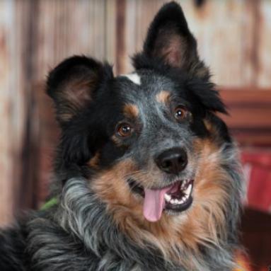 Enlarge Jasper, a Adoptable mixed breed in Aldie, VA image 3/6