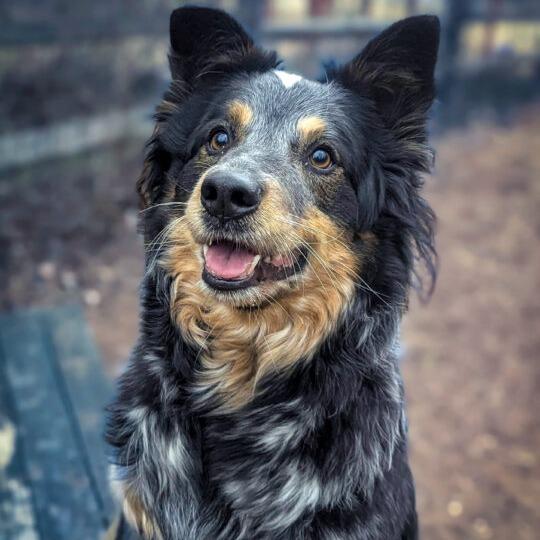 Enlarge Jasper, a Adoptable mixed breed in Aldie, VA image 4/6