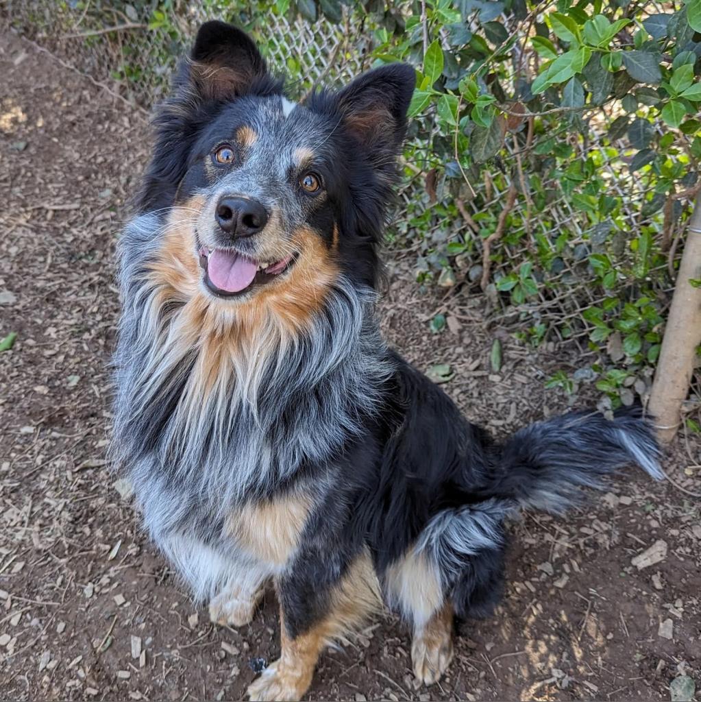 Enlarge Jasper, a Adoptable mixed breed in Aldie, VA image 5/6