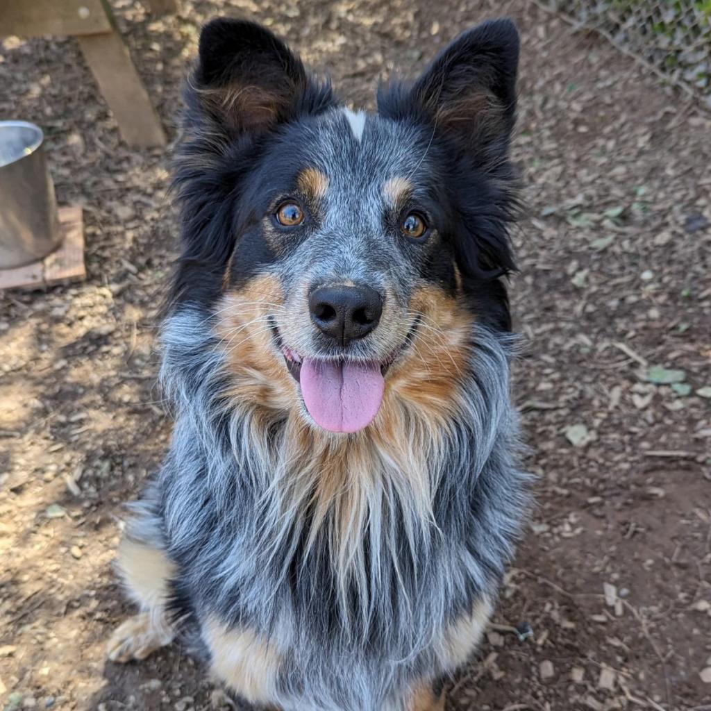 Enlarge Jasper, a Adoptable mixed breed in Aldie, VA image 6/6