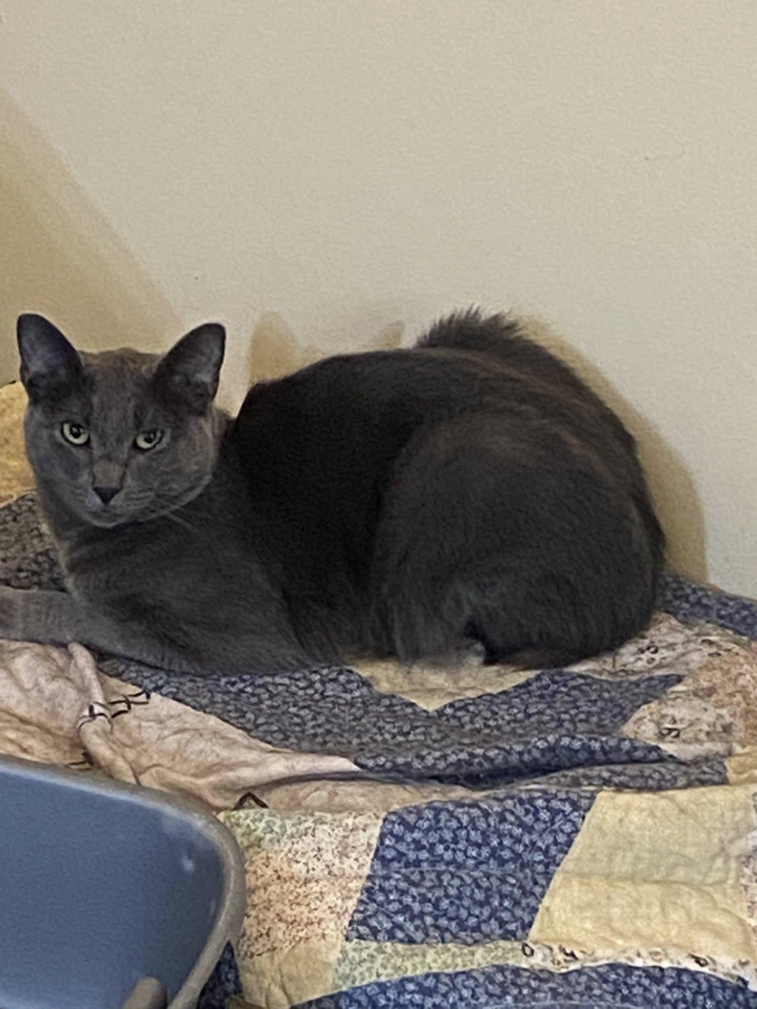 Sterling, Adoptable, Young Male Domestic Short Hair.