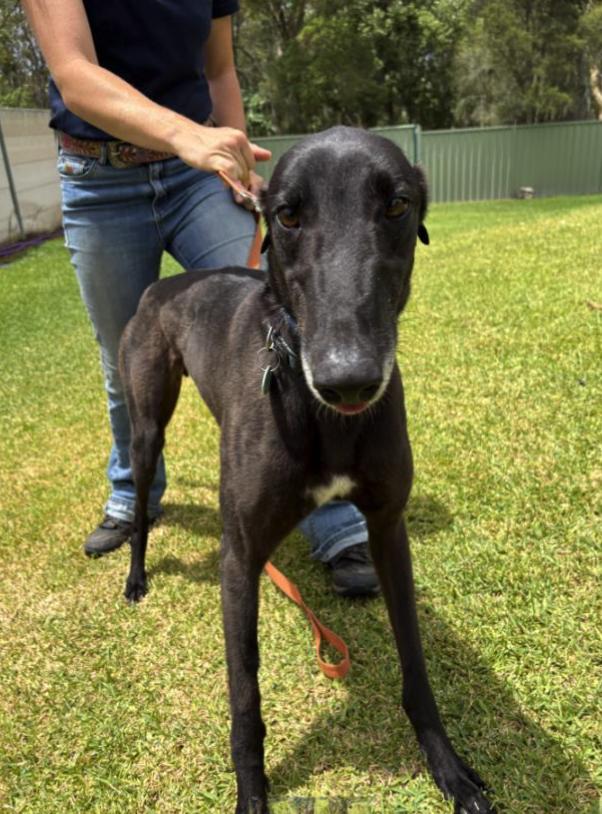 Enlarge Fancy Kosta (Kosta), a ADOPTABLE Greyhound in Tarpon Springs, FL image 4/4