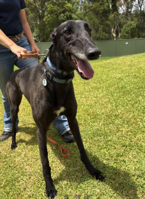 Enlarge Fancy Kosta (Kosta), a ADOPTABLE Greyhound in Tarpon Springs, FL image 2/4
