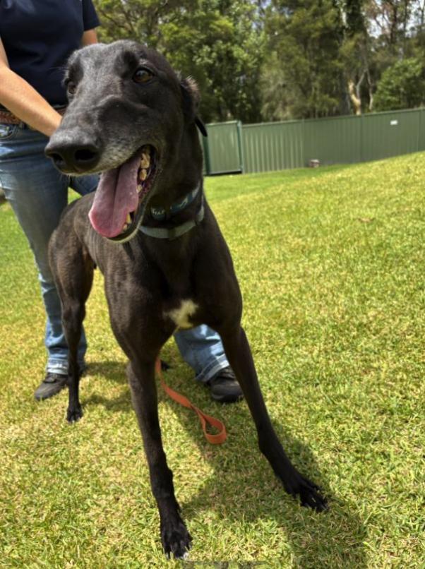Enlarge Fancy Kosta (Kosta), a ADOPTABLE Greyhound in Tarpon Springs, FL image 1/4
