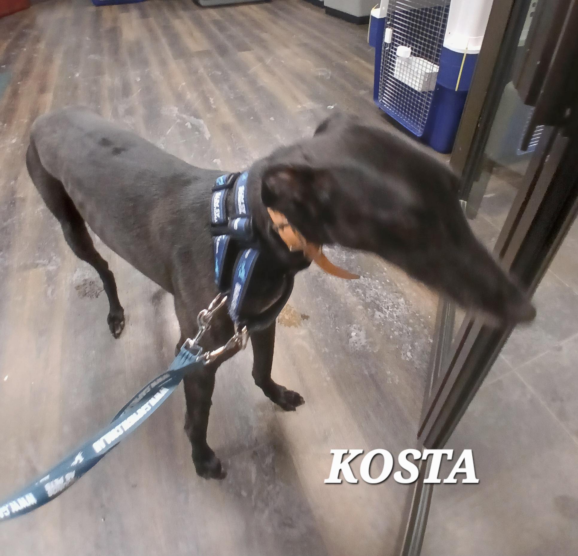 Enlarge Fancy Kosta (Kosta), a ADOPTABLE Greyhound in Tarpon Springs, FL image 3/4
