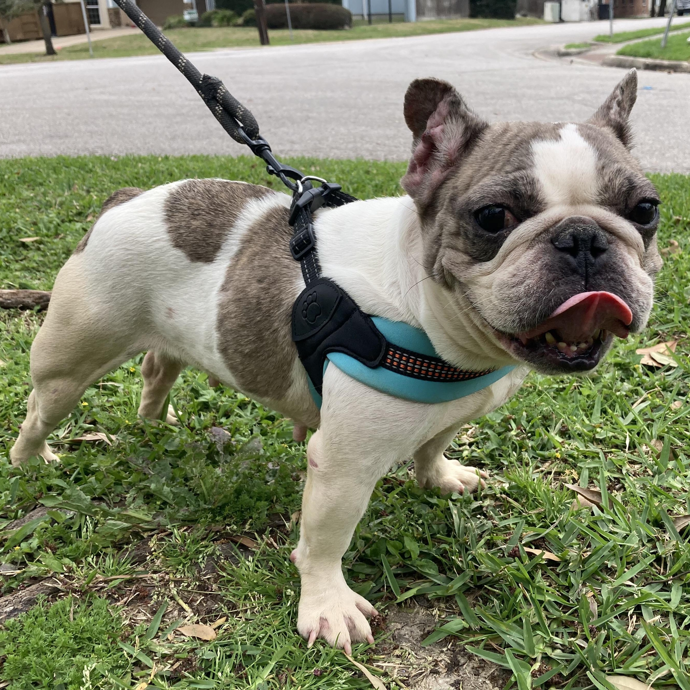 Enlarge Babette — The Tiny Frenchie With a Big Personality, a Adoptable French Bulldog in Wytheville, VA image 5/6