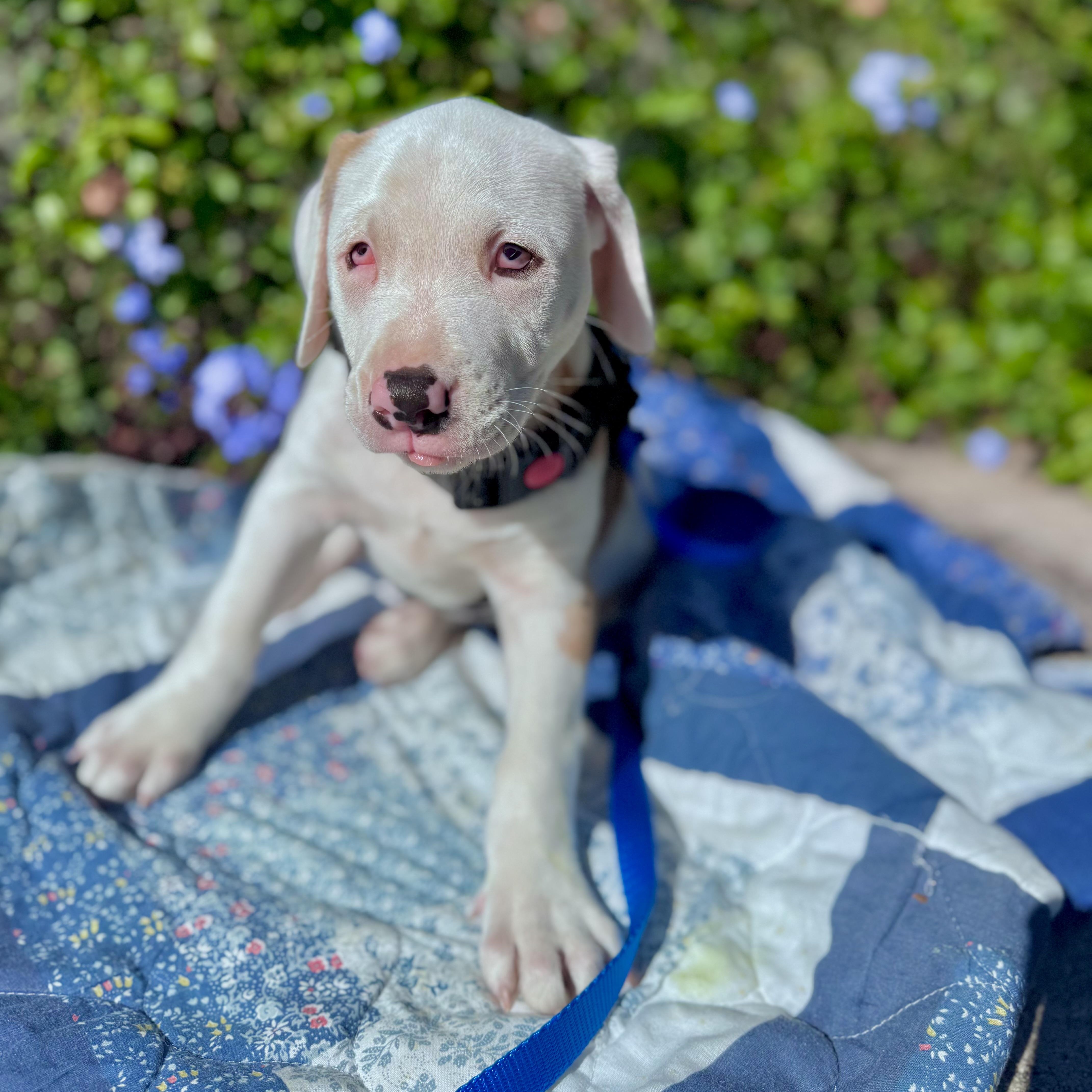 Enlarge Peanut & Chunk (bonded), a ADOPTABLE mixed breed in Sebring, FL image 3/6