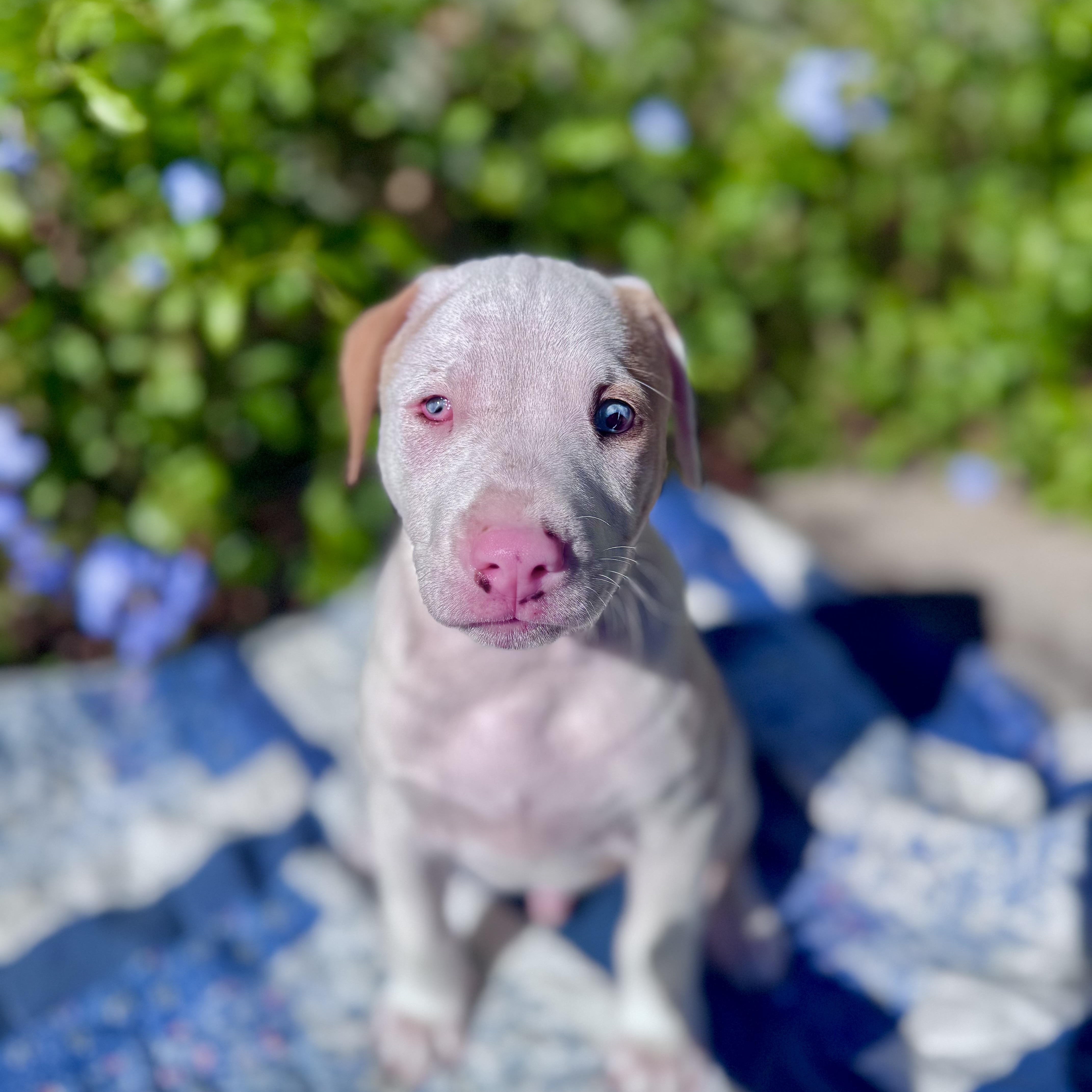 Peanut & Chunk thumbnail 4