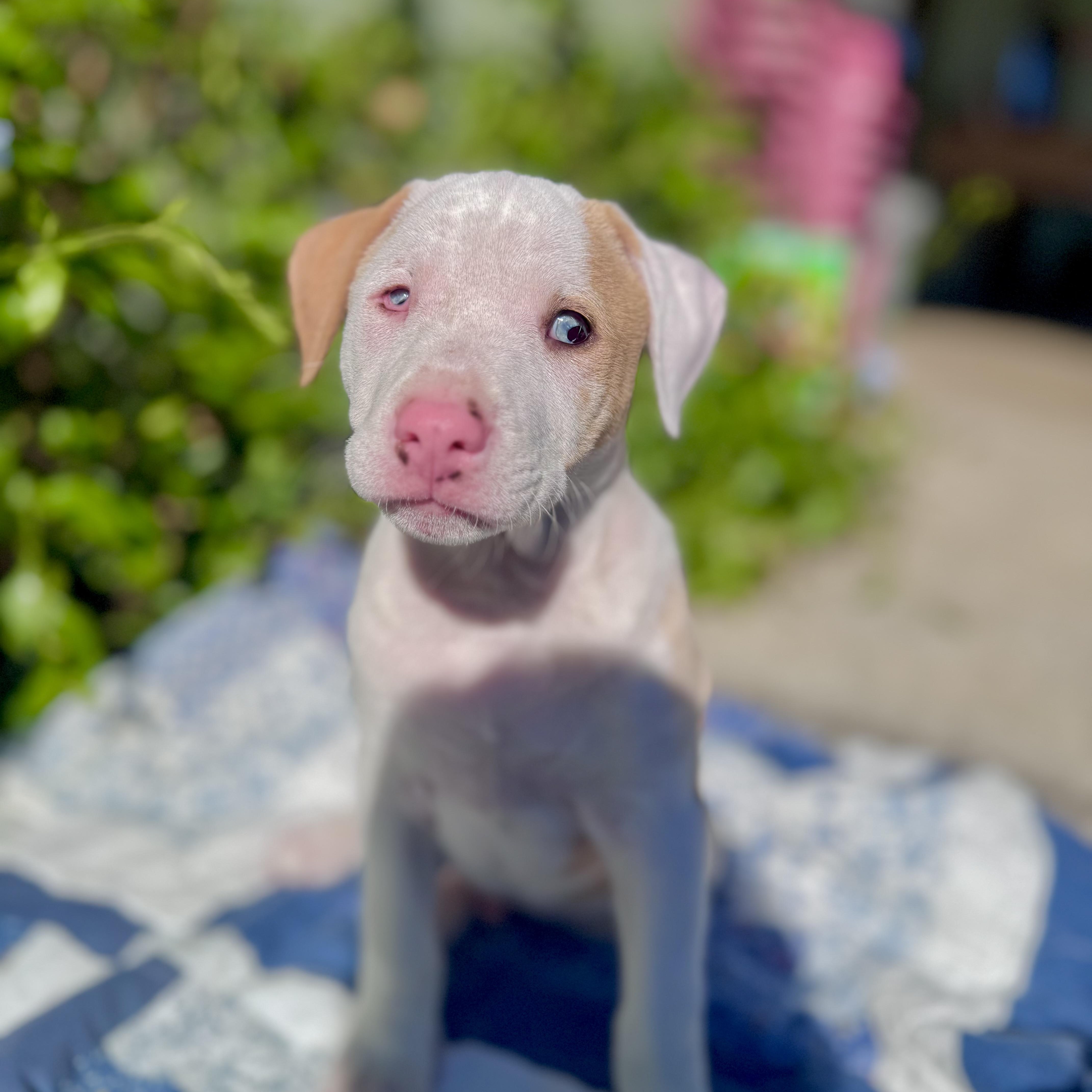 Enlarge Peanut & Chunk (bonded), a ADOPTABLE mixed breed in Sebring, FL image 6/6