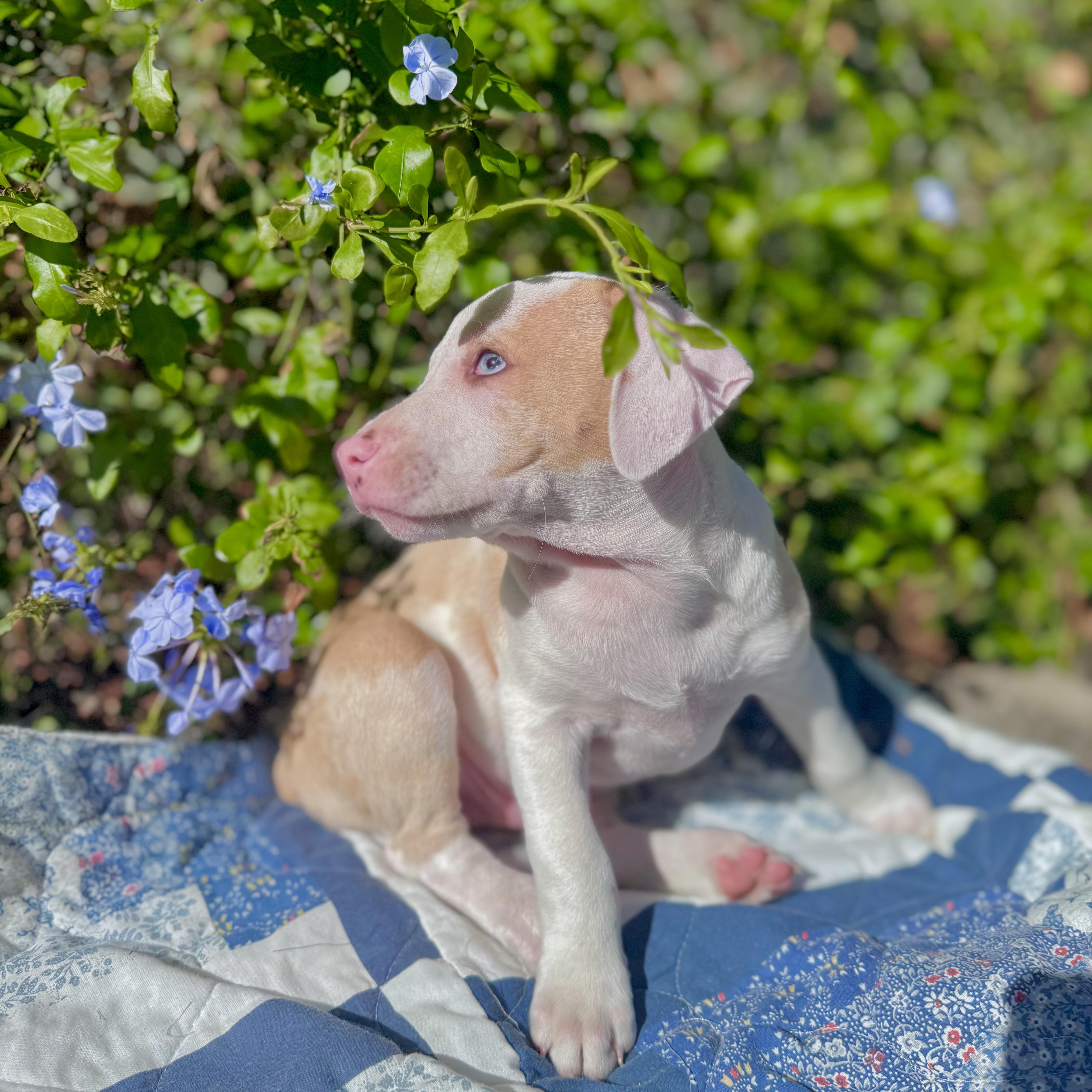 Enlarge Peanut & Chunk (bonded), a ADOPTABLE mixed breed in Sebring, FL image 4/6