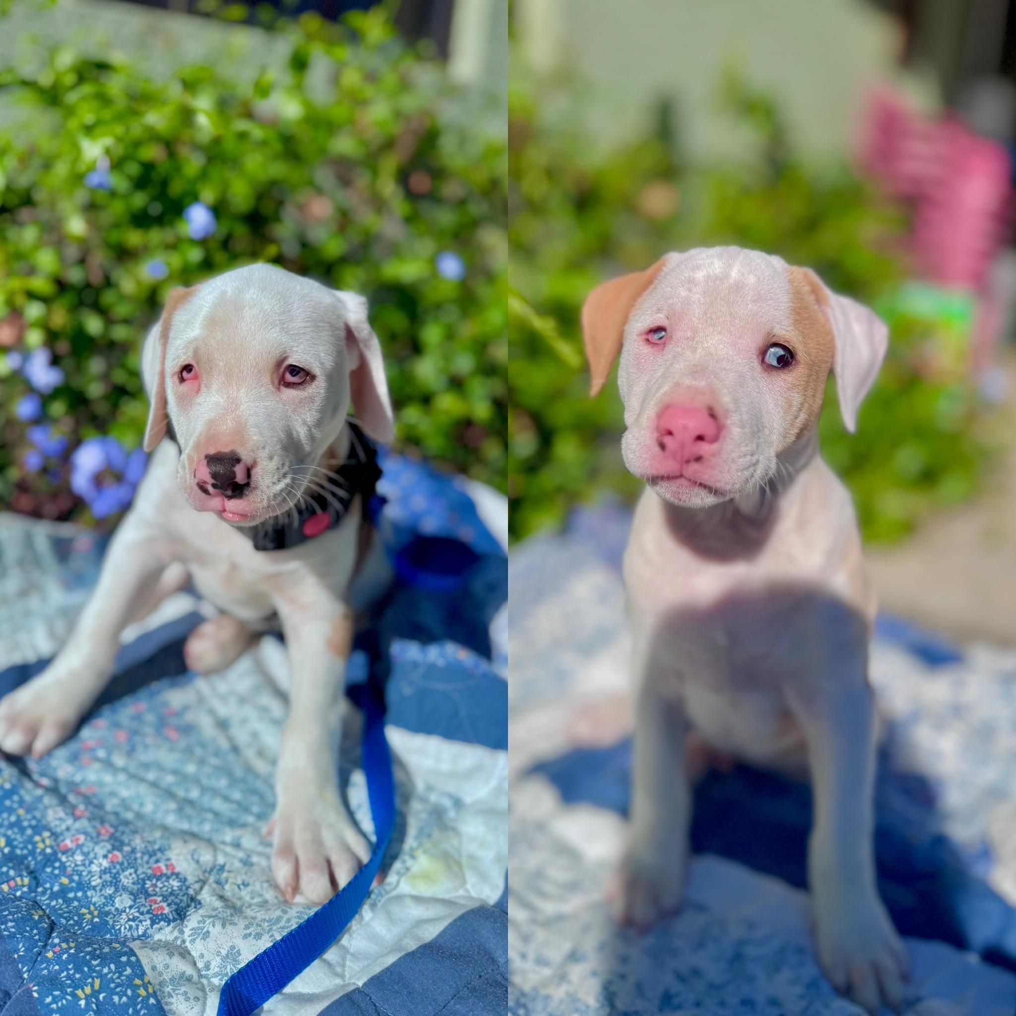 Enlarge Peanut & Chunk (bonded), a ADOPTABLE mixed breed in Sebring, FL image 1/6