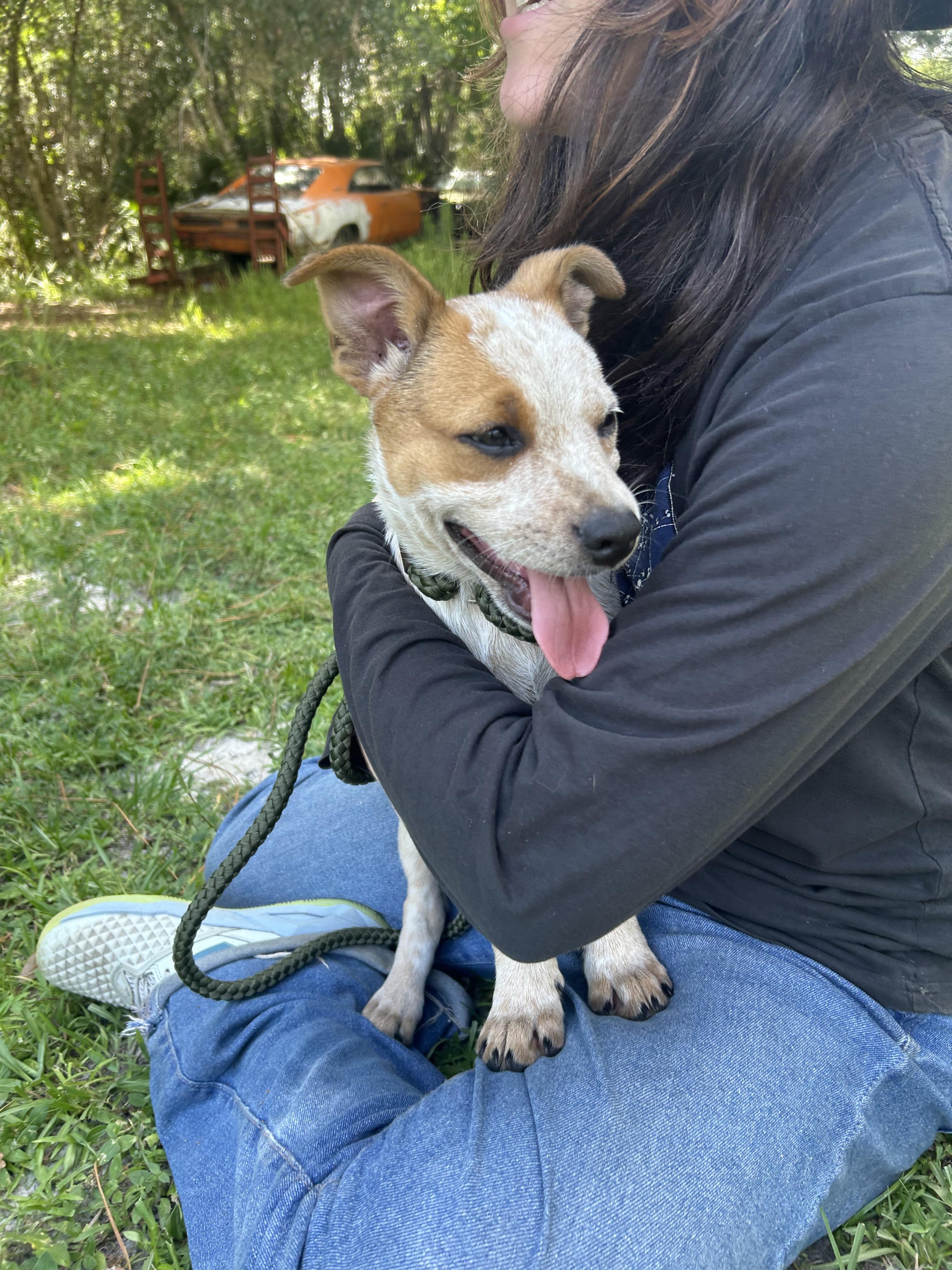 Danny, Adoptable, Puppy Male Australian Cattle Dog / Blue Heeler.