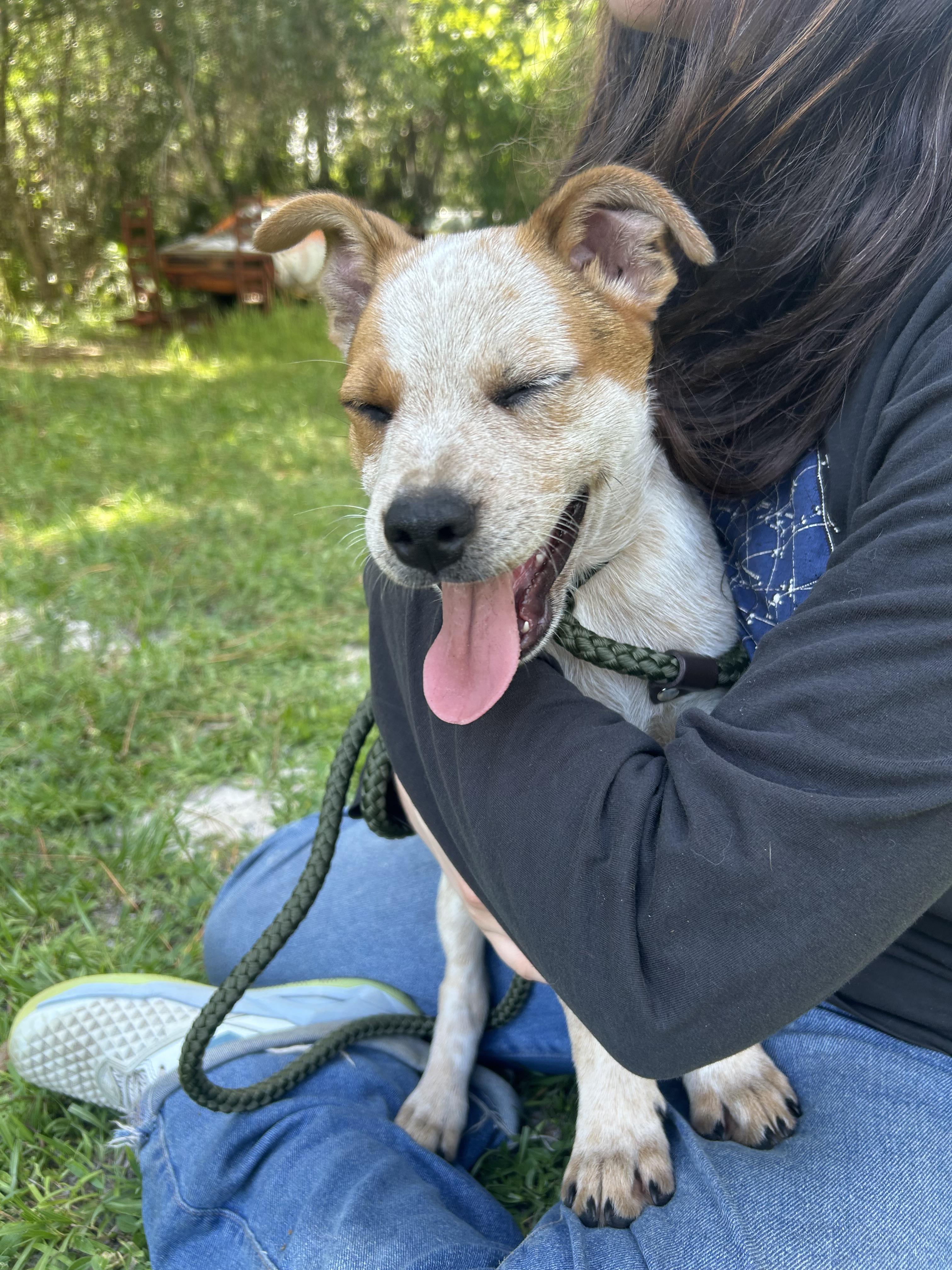 Danny, a Adoptable mixed breed in Bradenton, FL image 2/4