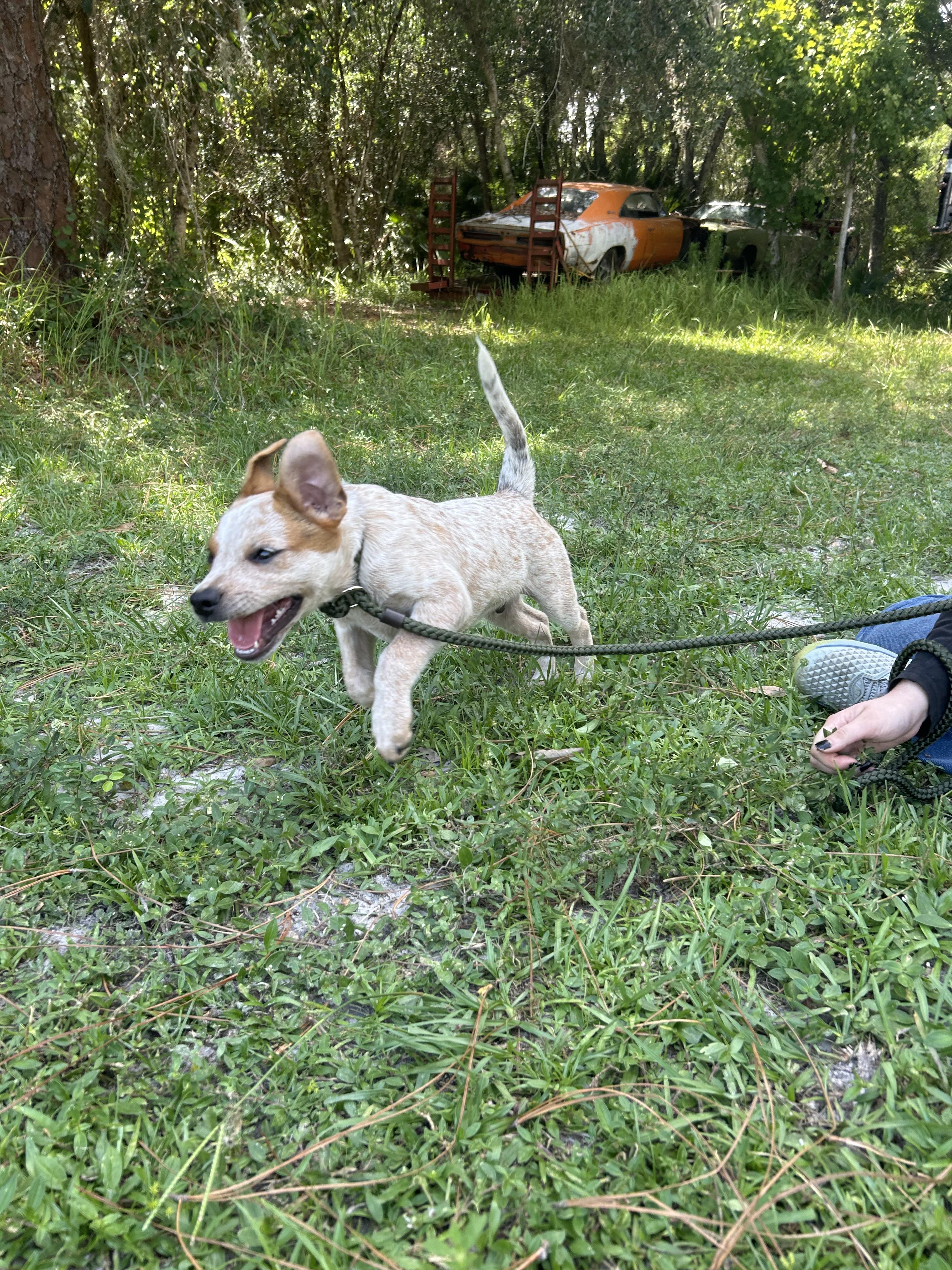 Danny, a Adoptable mixed breed in Bradenton, FL image 3/4