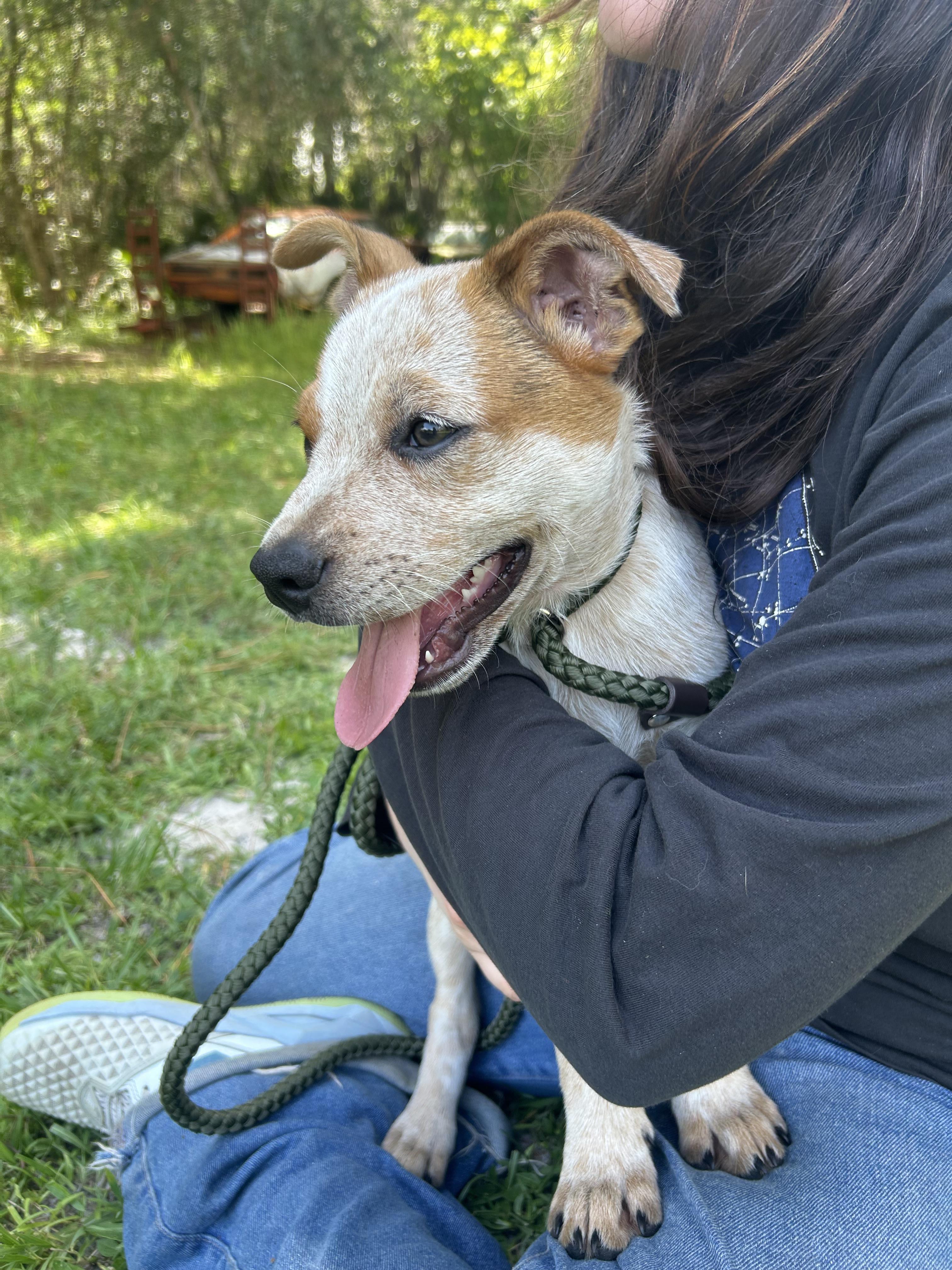 Danny, a Adoptable mixed breed in Bradenton, FL image 4/4