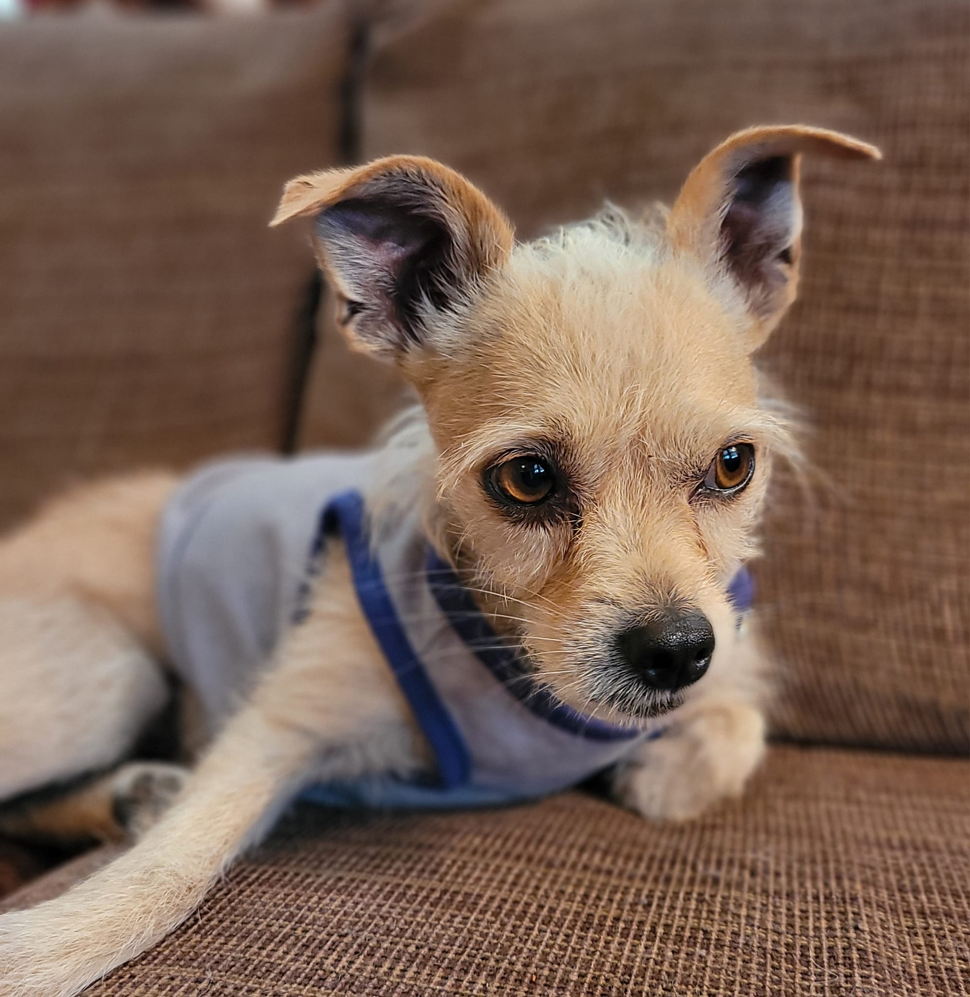 Teddy, Adopted, Adult Male Jack Russell Terrier & Chihuahua.