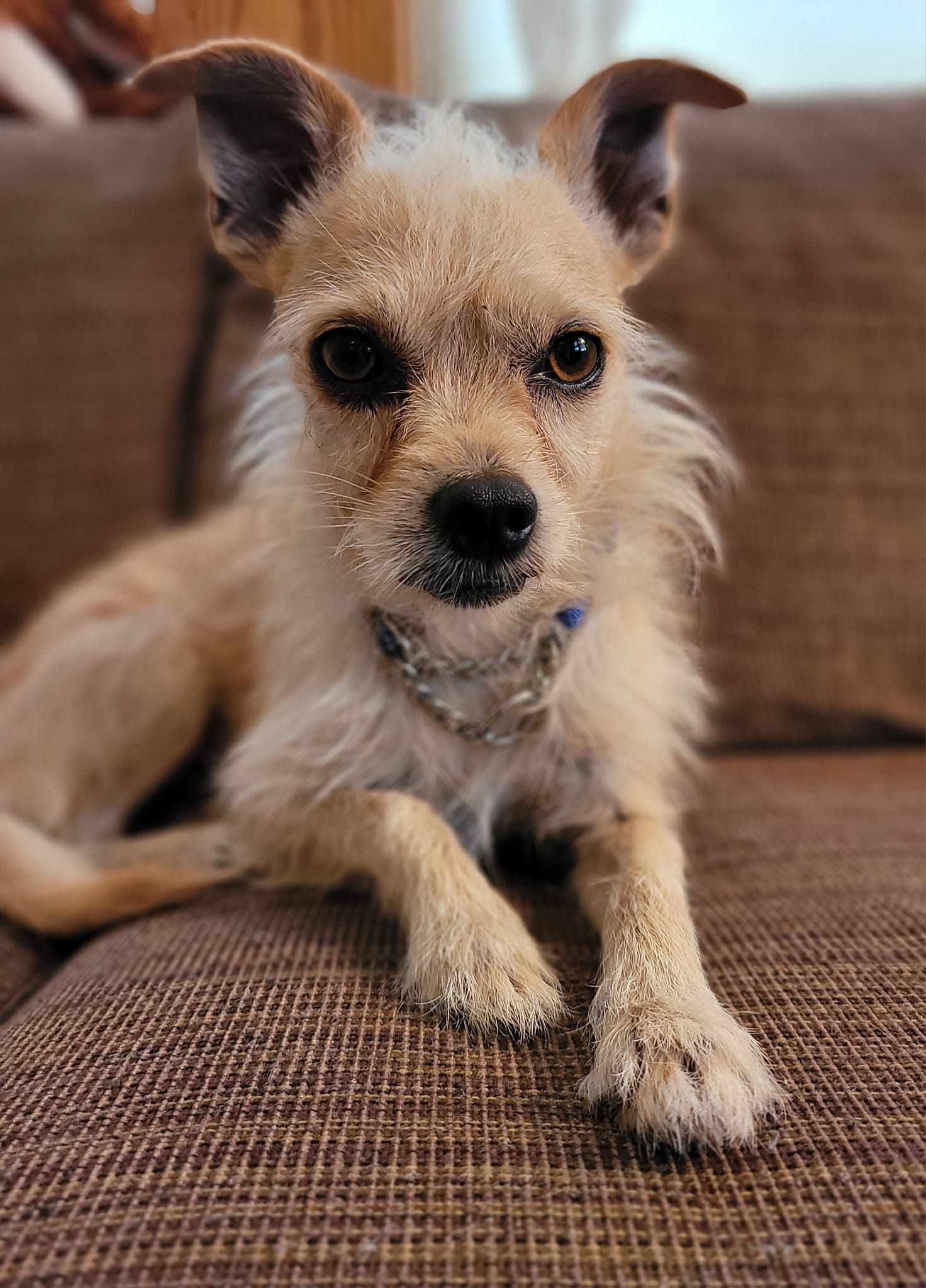 Teddy, Adopted, Adult Male Jack Russell Terrier & Chihuahua.