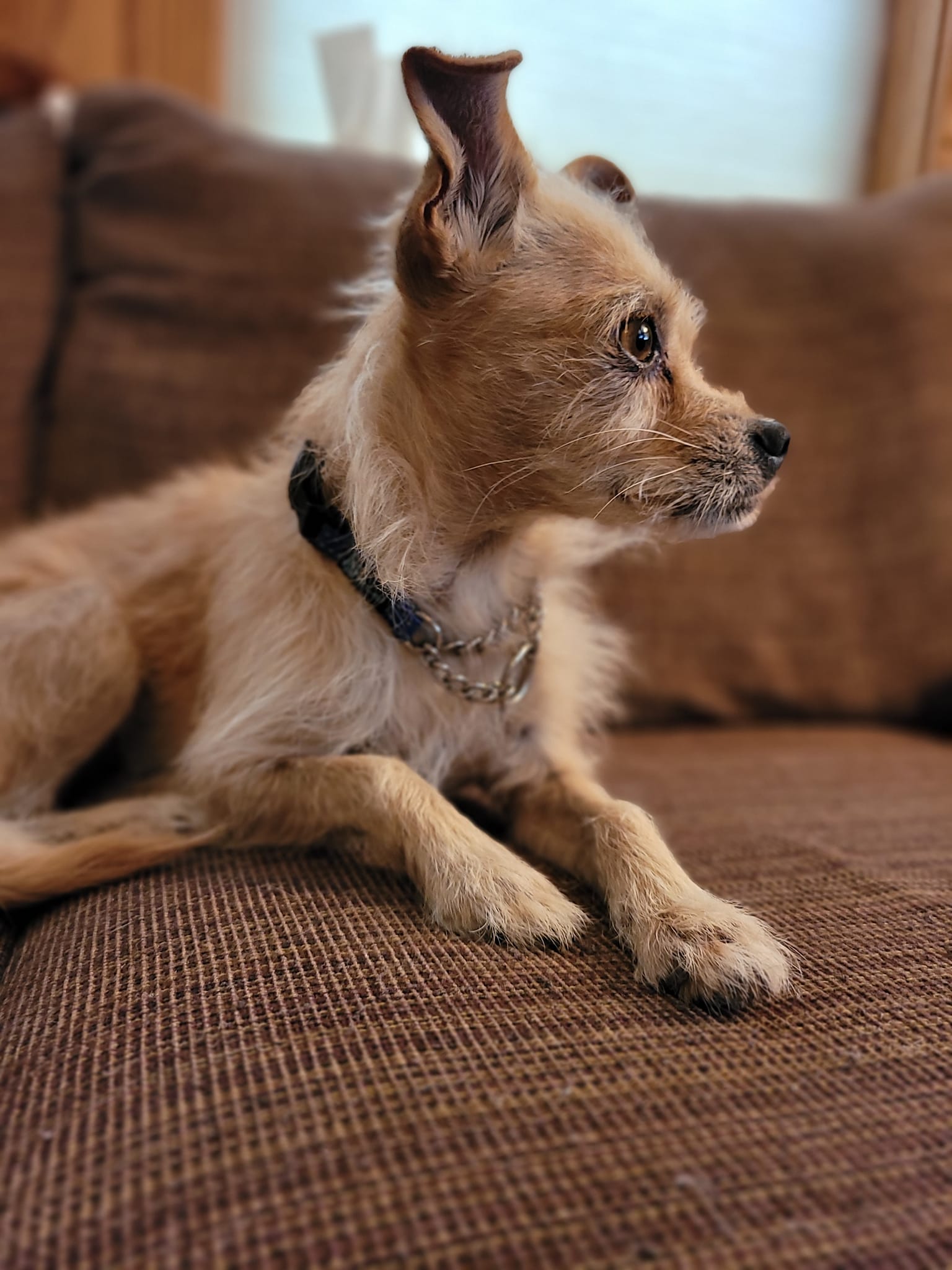 Teddy, Adopted, Adult Male Jack Russell Terrier & Chihuahua.