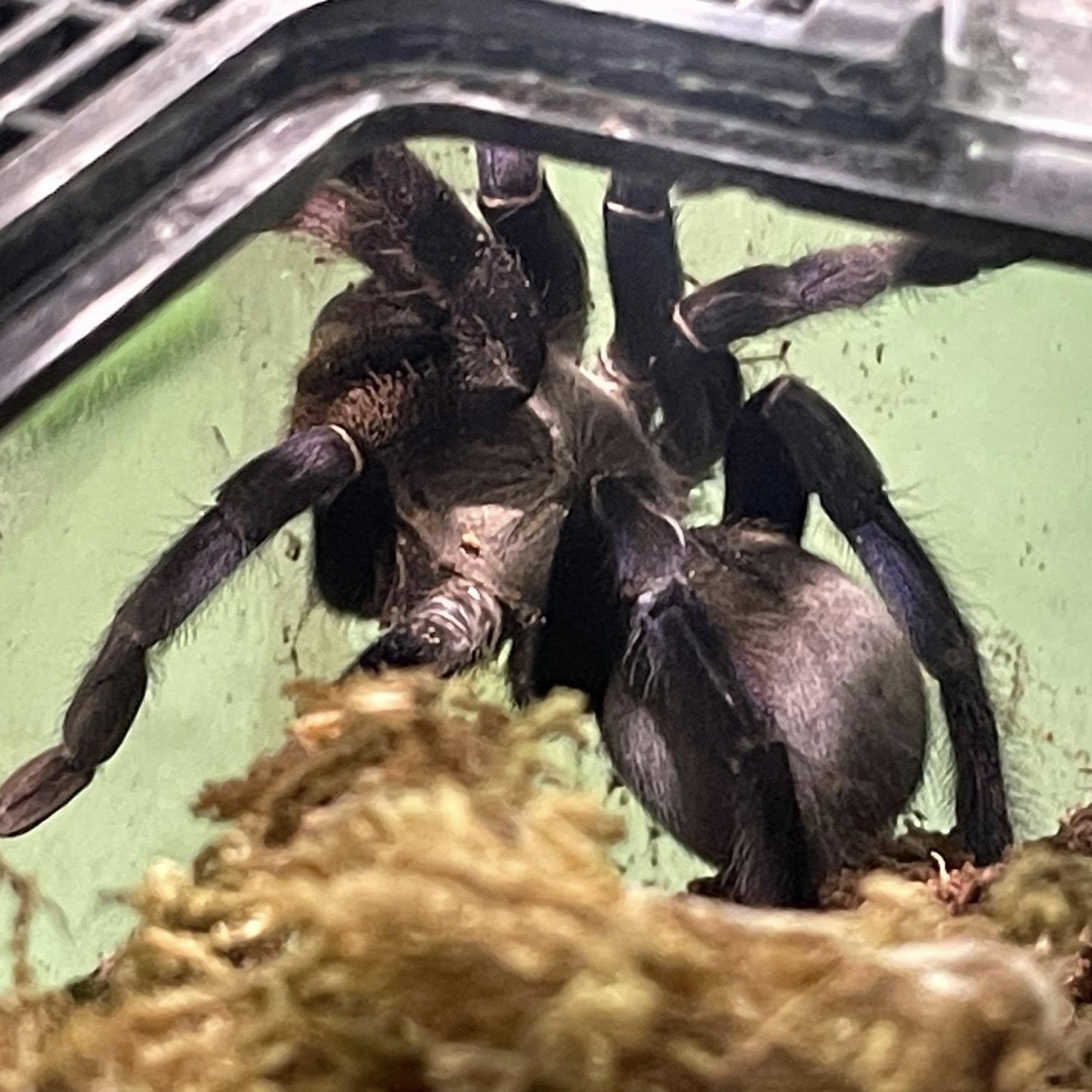 Enlarge Cobalt Blue Tarantula, an adopted Tarantula in Durham, NC image 1/1
