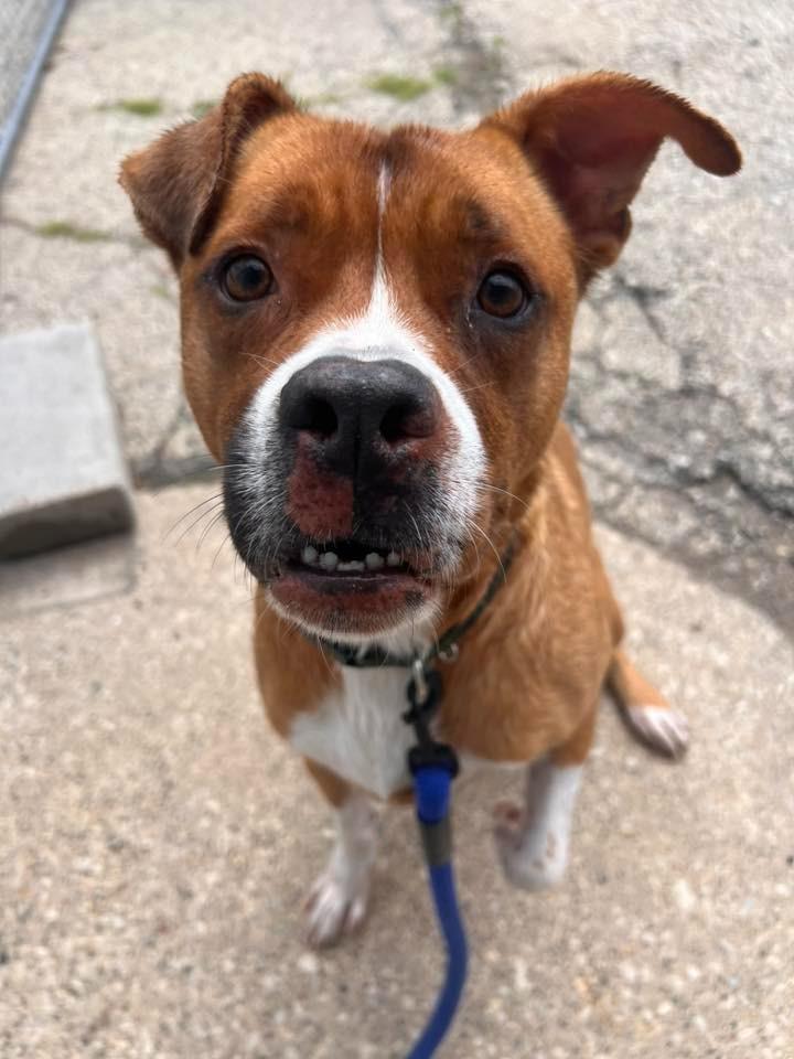 Bruno $250, Adoptable, Adult Male Boxer.